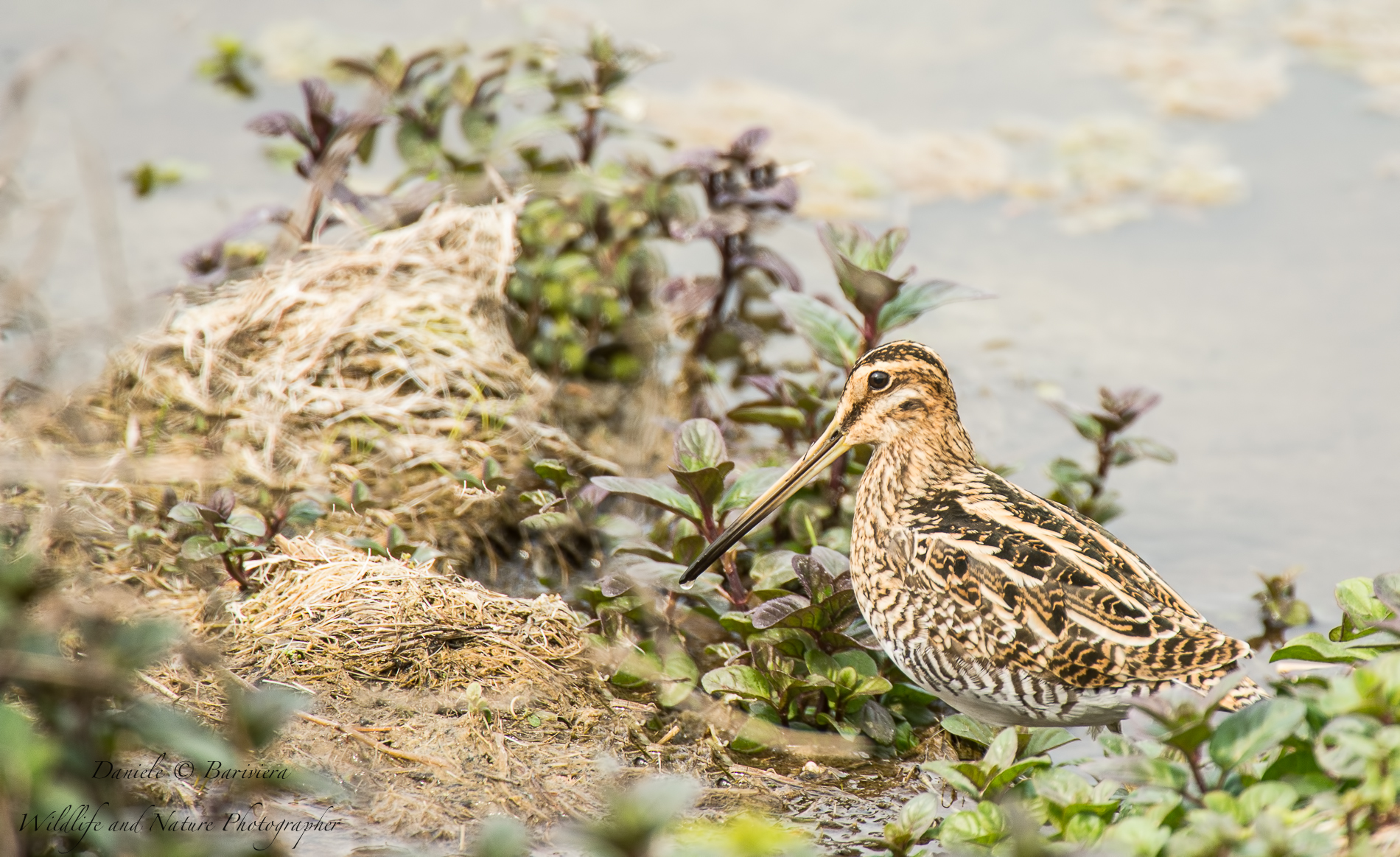 beccaccino guardingo