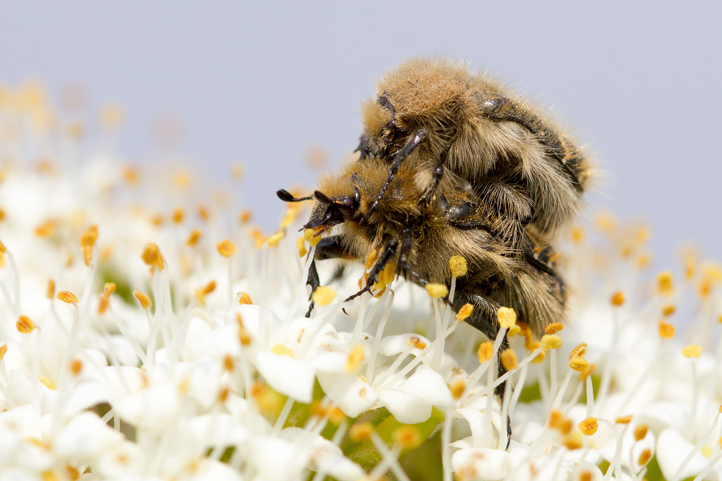 Accoppiamento Tropinota squalida