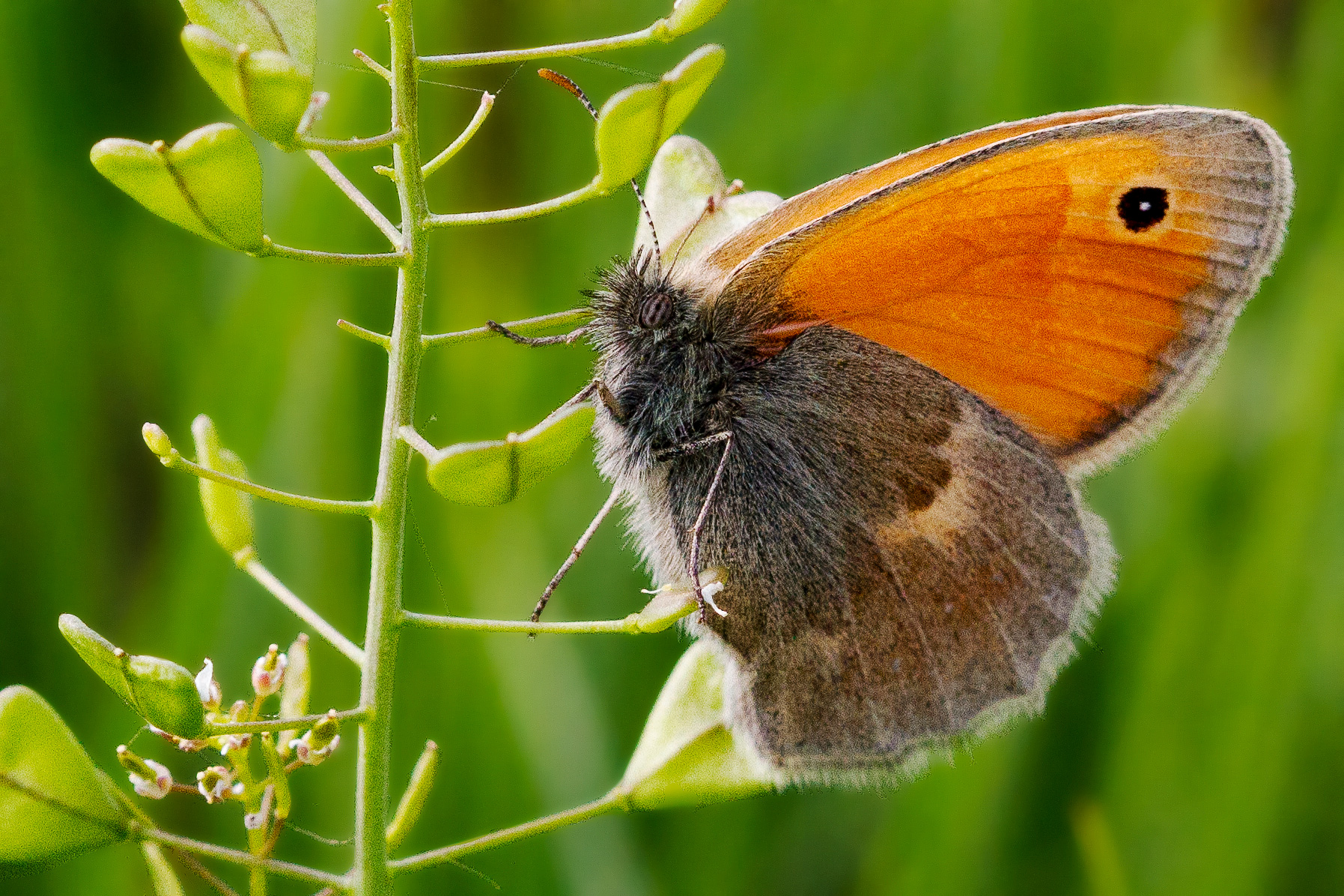 Coenonympha pamphilus