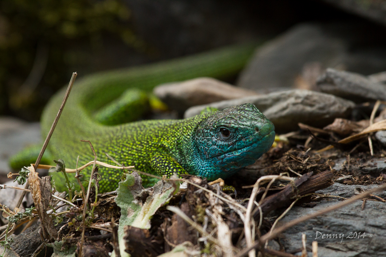 Green lizard