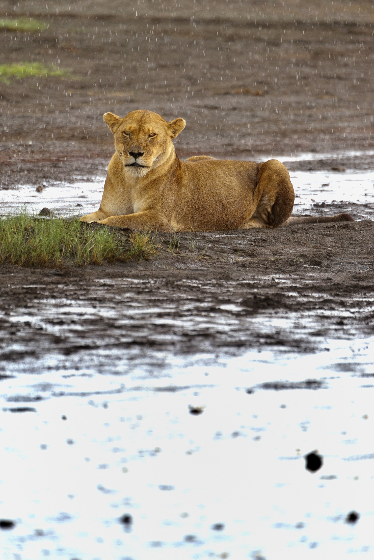 Ngorongoro Conservation Area - Leonesse