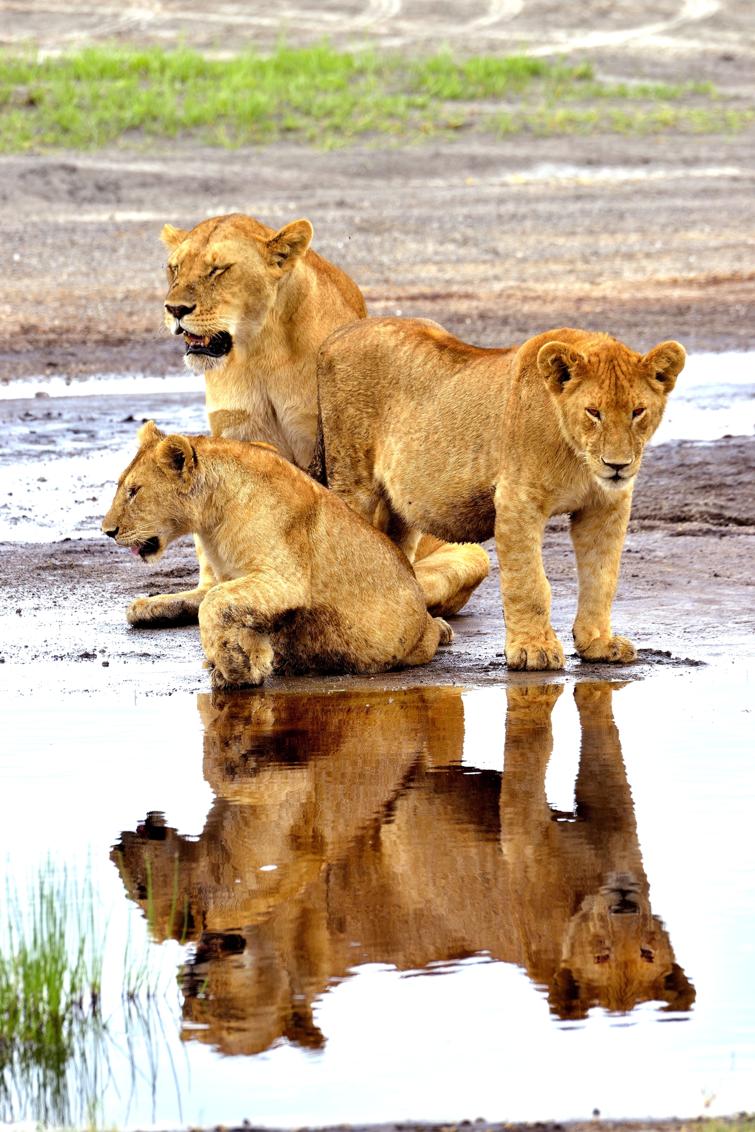Ngorongoro Conservation Area - Leonessa con cuccioloni