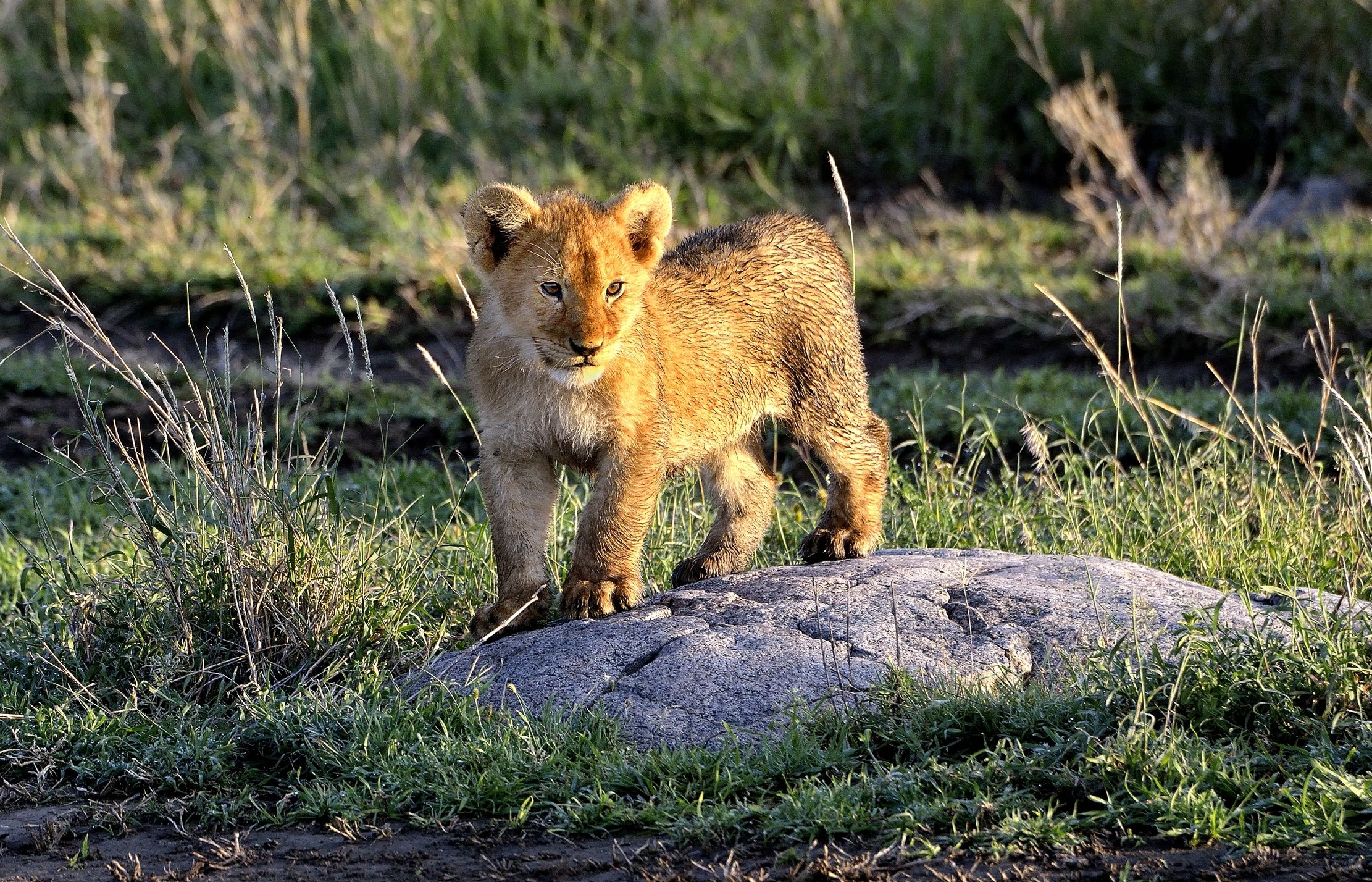 Serengeti - Cucciolo di leone