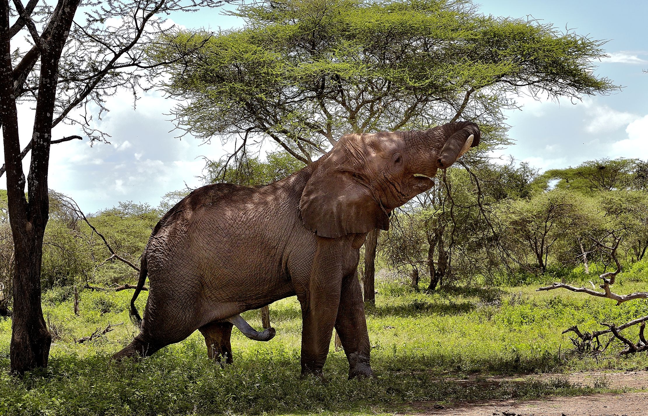 Ngorongoro Conservation Area - Elefante