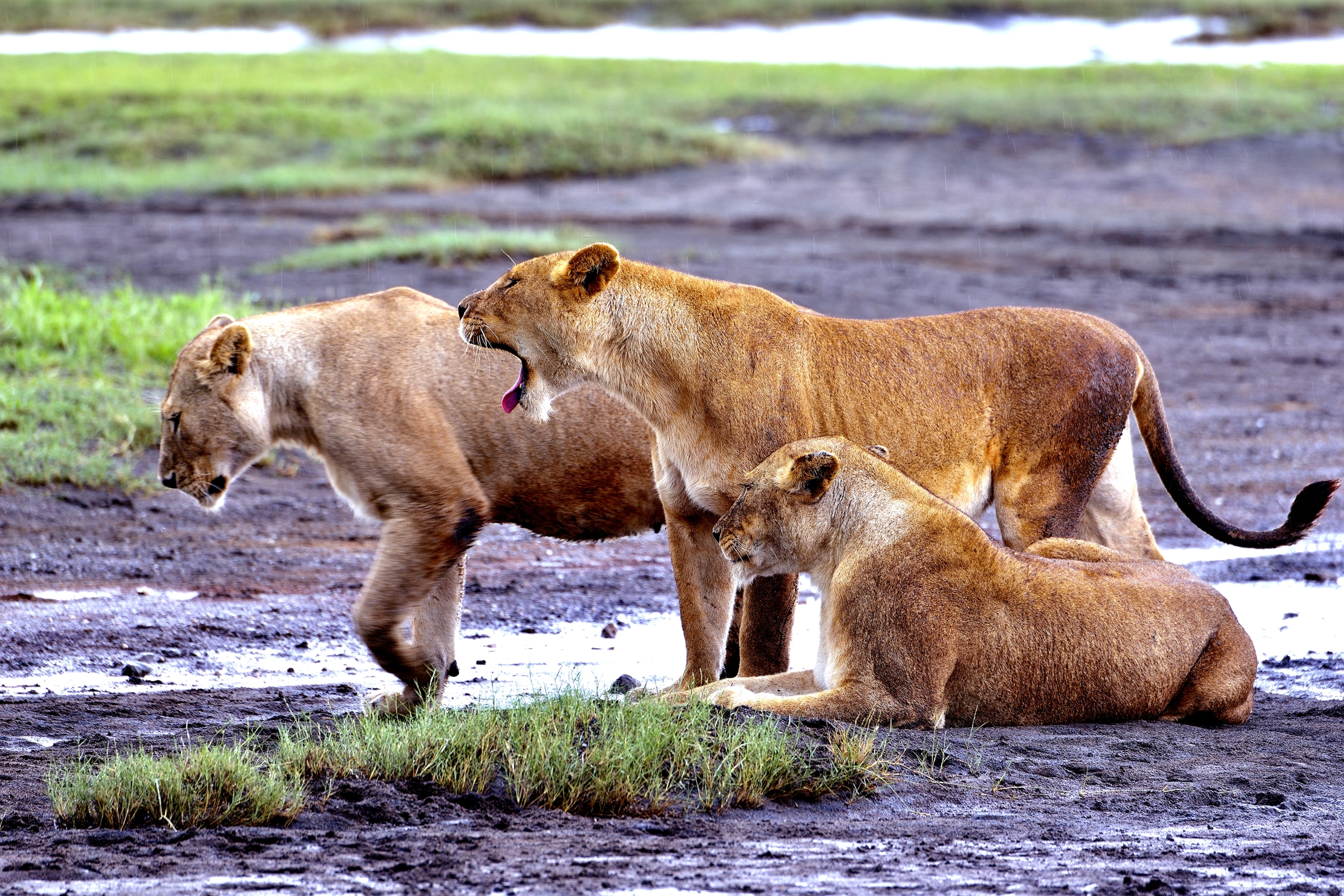 Ngorongoro Conservation Area - Leonesse