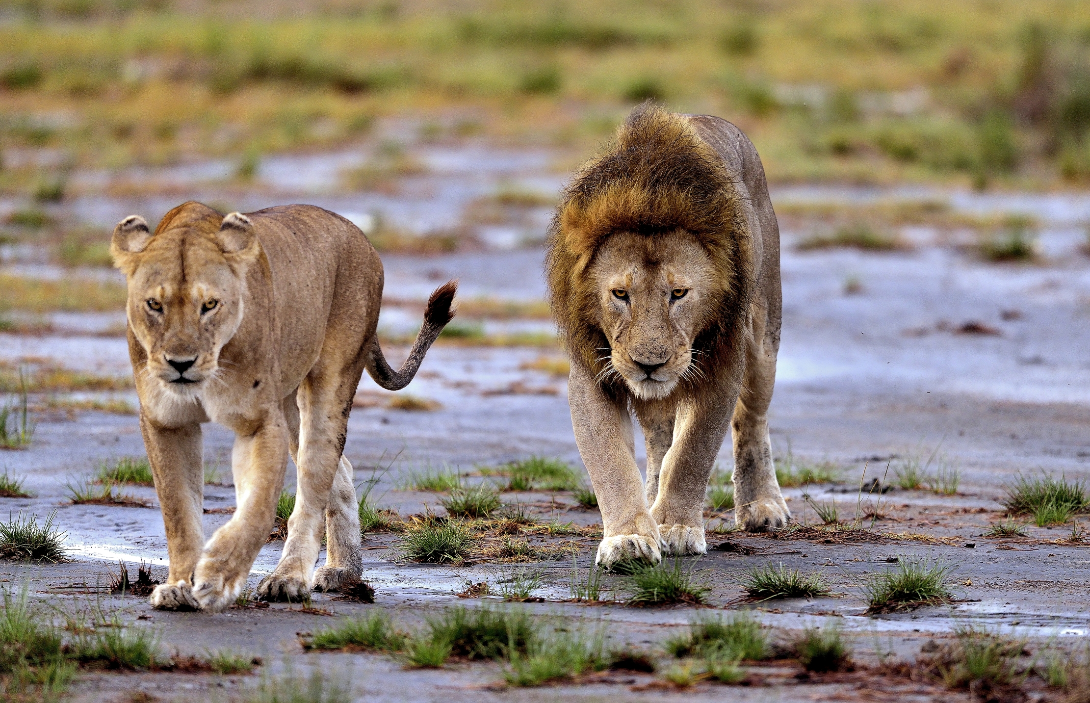 Ngorongoro Conservation Area - Leoni
