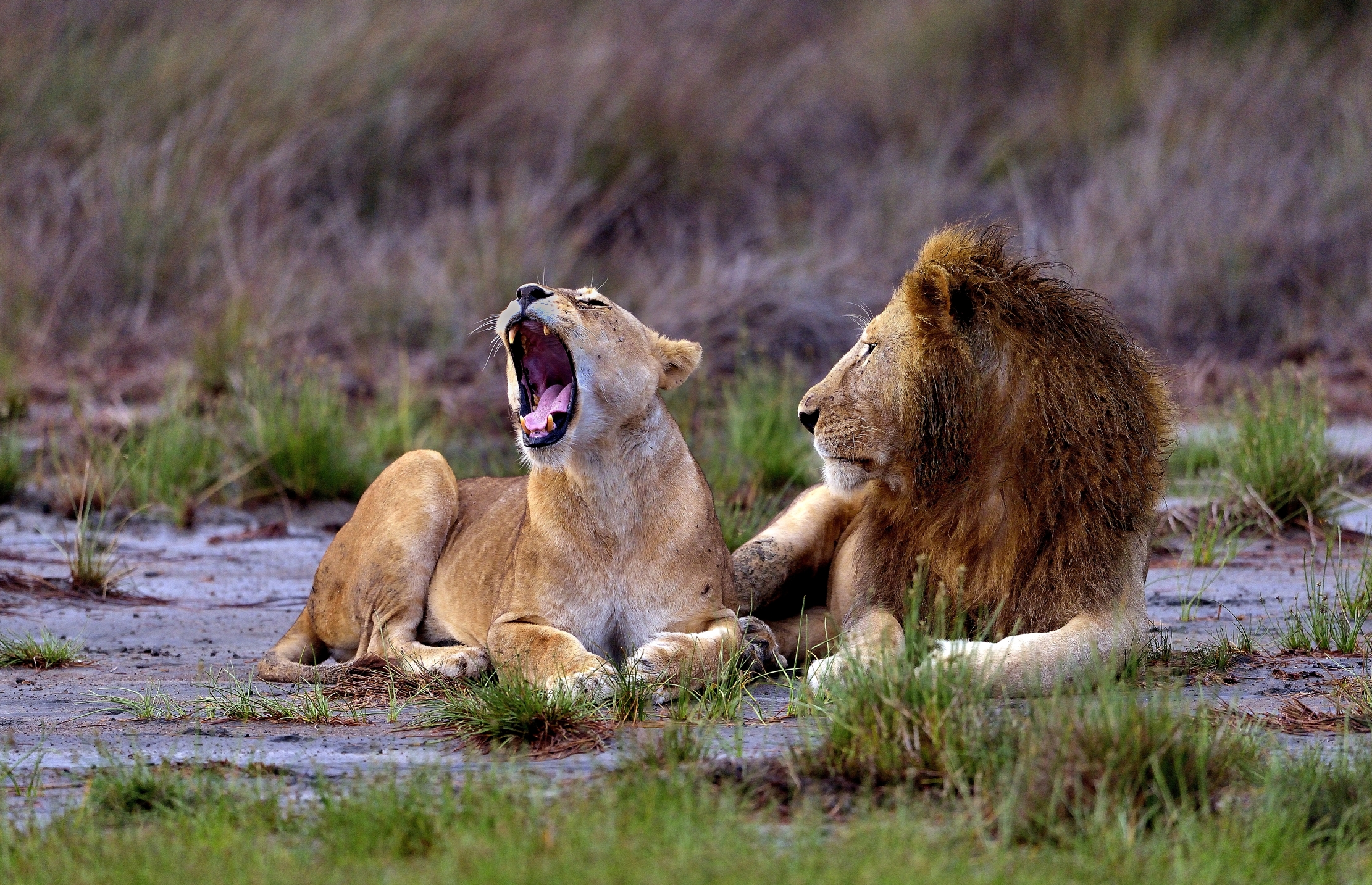 Ngorongoro Con. Area - ?......e chiudi sta boccaccia!