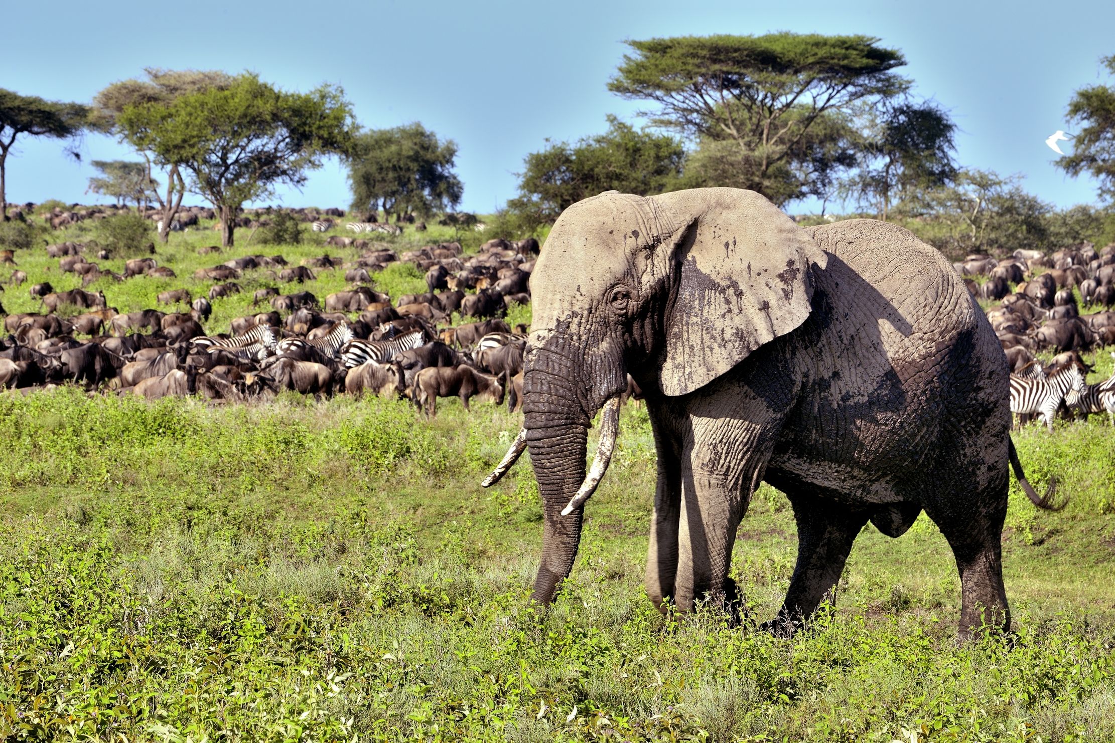 Ngorongoro Conservation Area - Elefanti