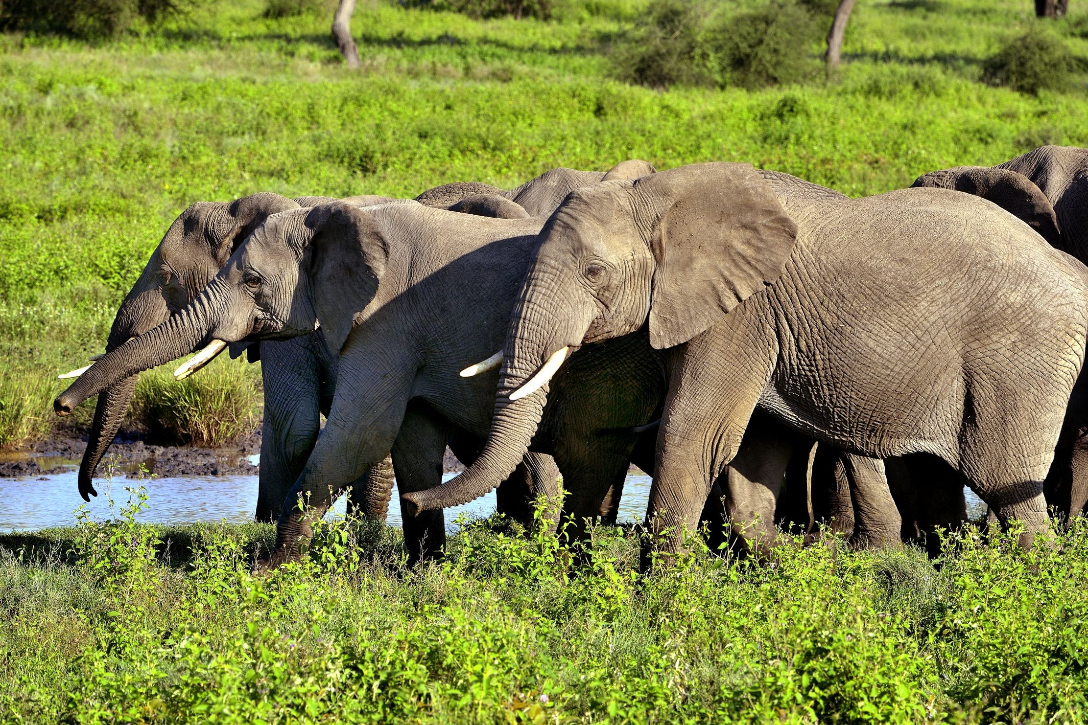 Ngorongoro Conservation Area - Elefanti
