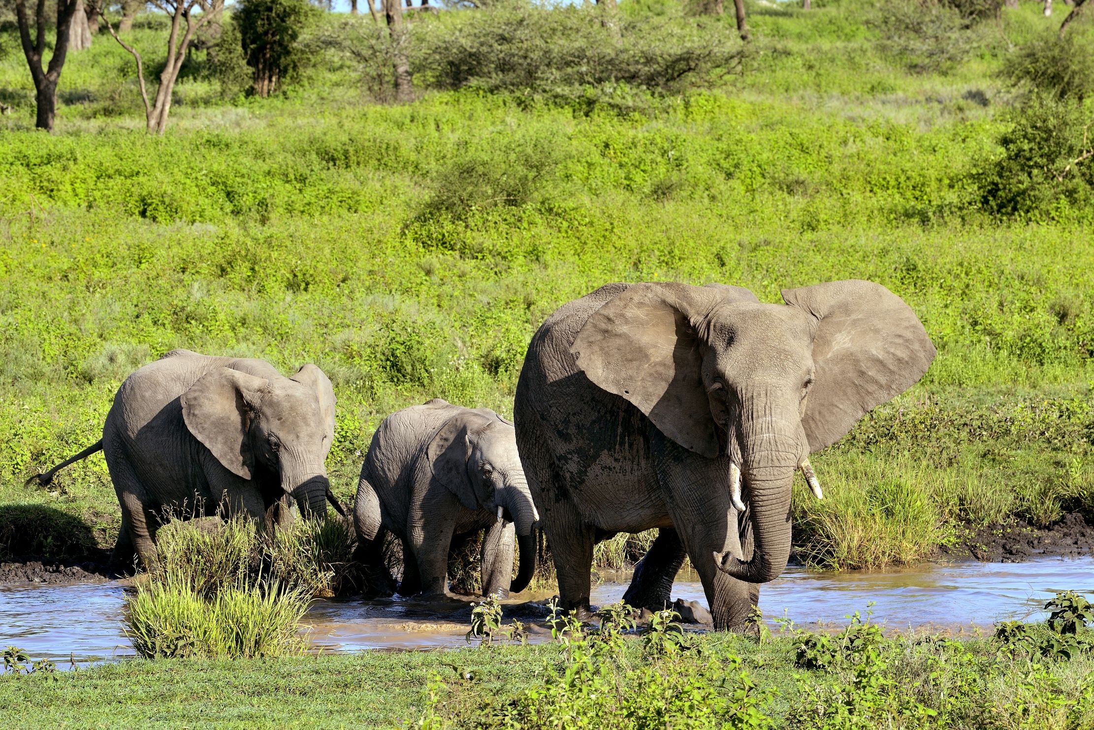 Ngorongoro Conservation Area - Elefanti