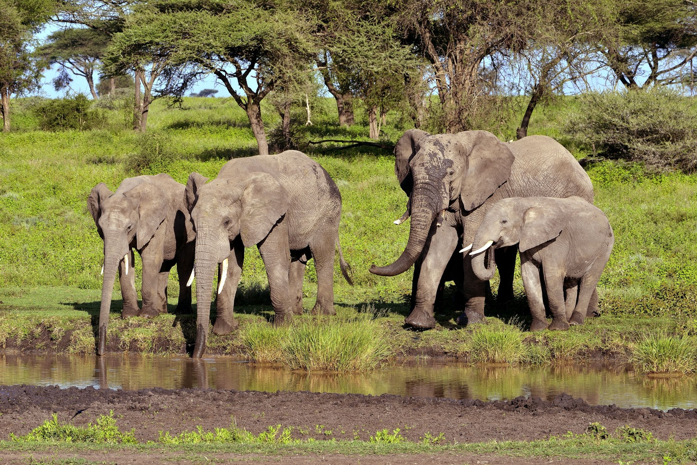 Ngorongoro Conservation Area - Elefanti