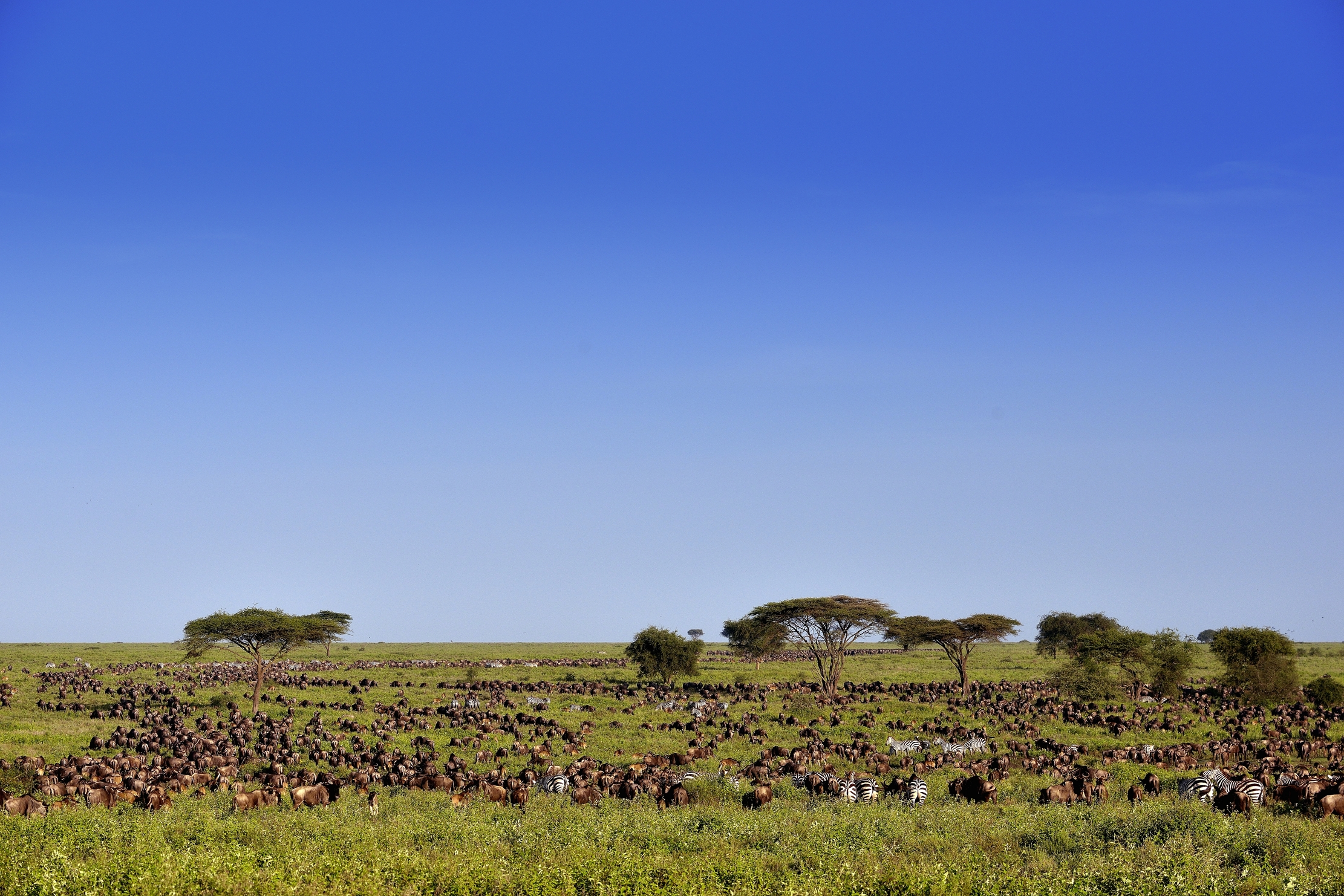 Ngorongoro Conservation Area - La grande migrazione