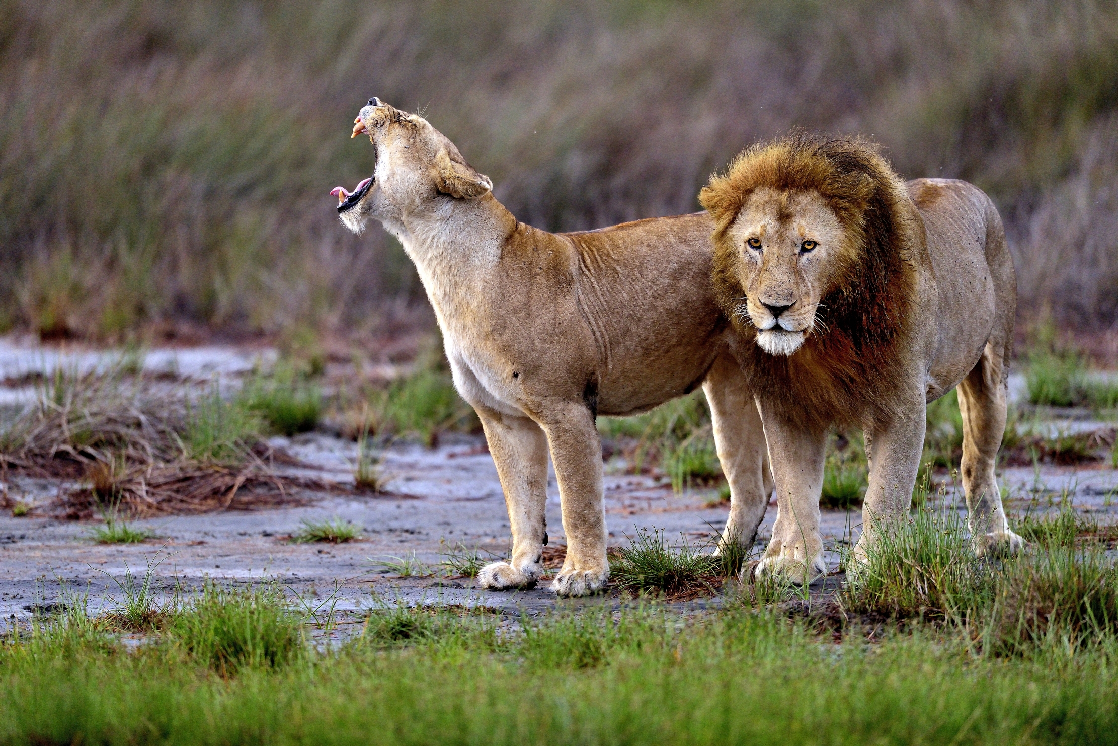 Ngorongoro Conservation Area - Leoni