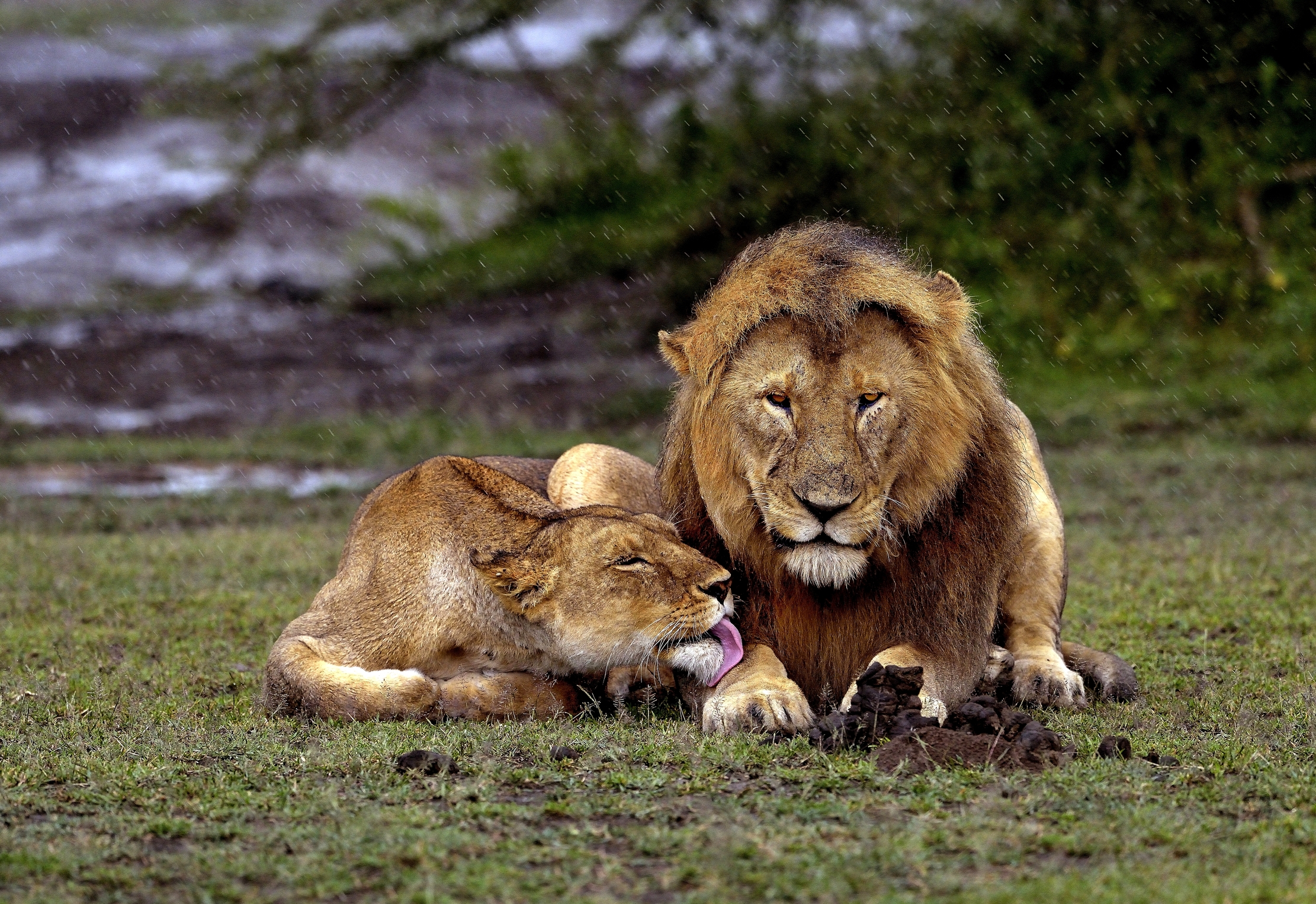 Ngorongoro Conservation Area - Lions