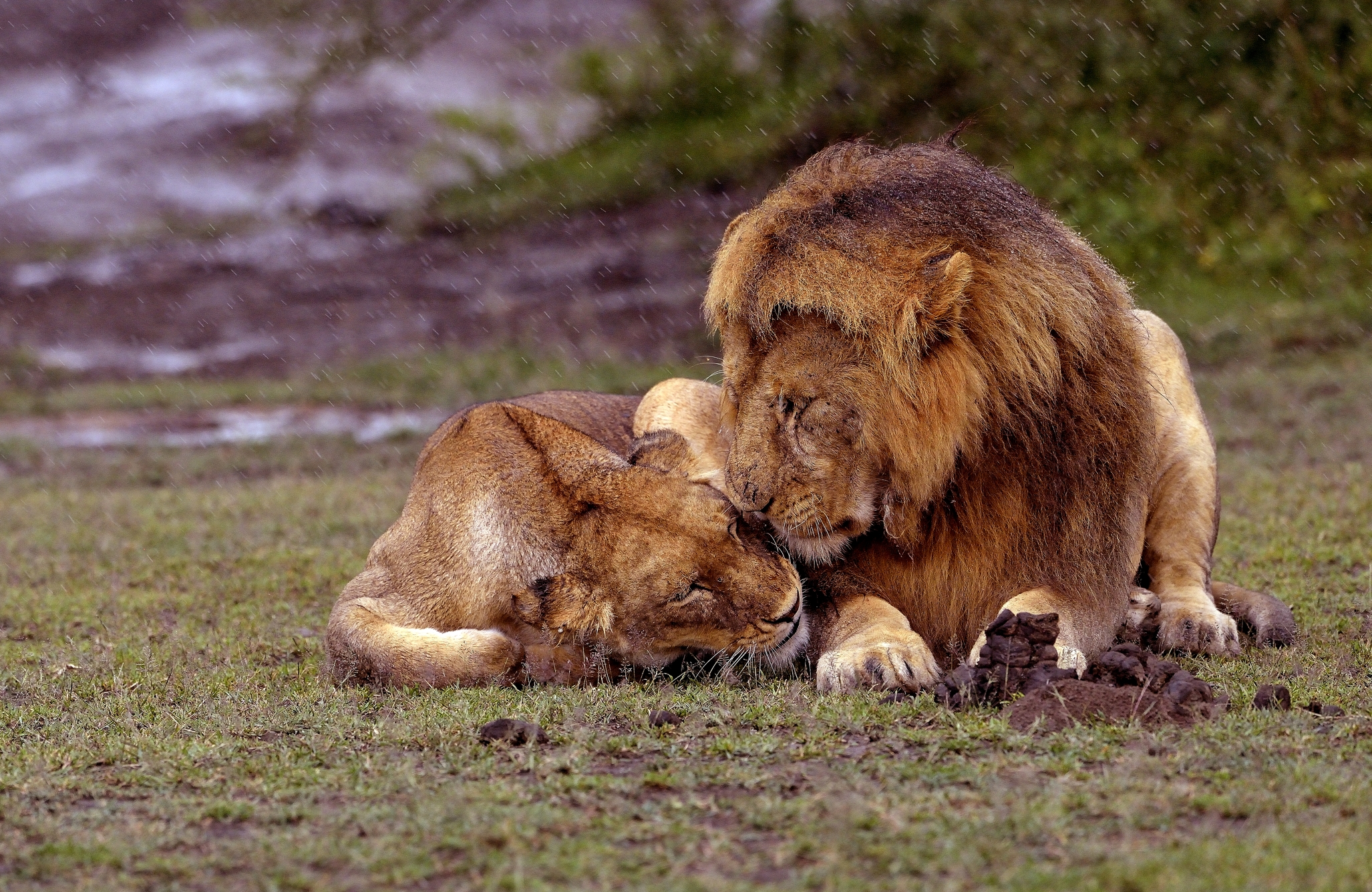 Ngorongoro Conservation Area - Lions