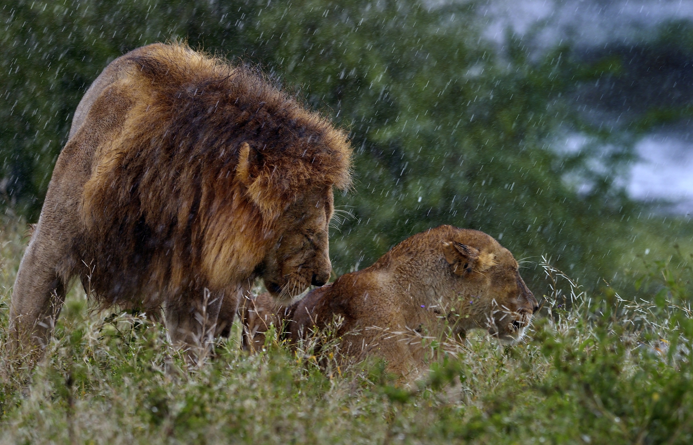 Ngorongoro Conservation Area - Lions