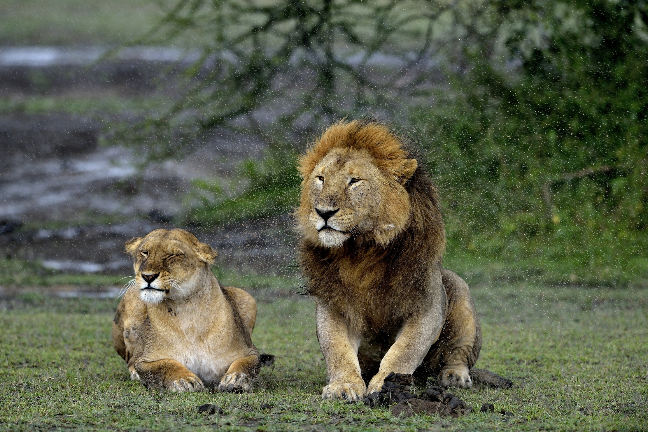 Ngorongoro Conservation Area - Lions