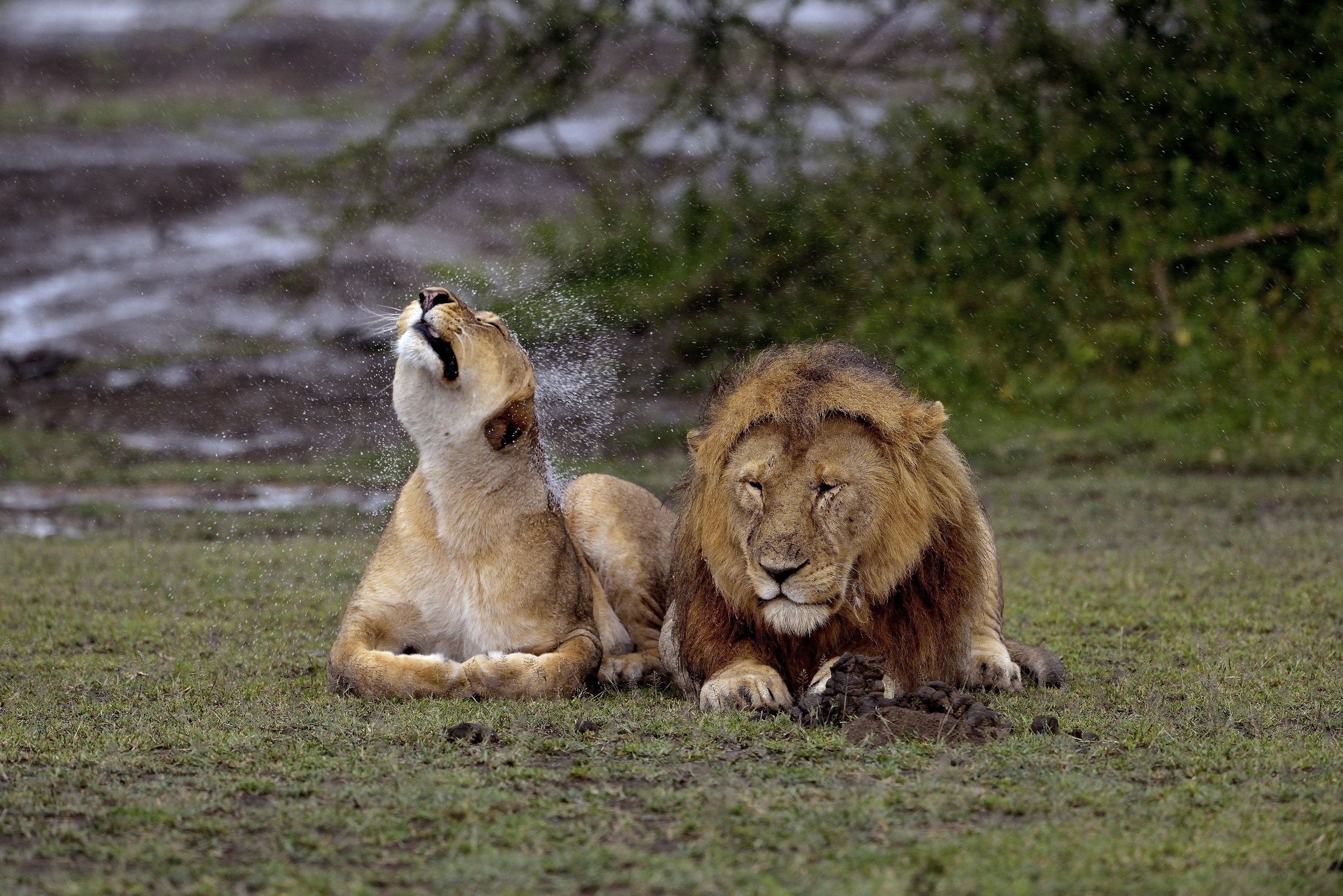 Ngorongoro Conservation Area - Lions