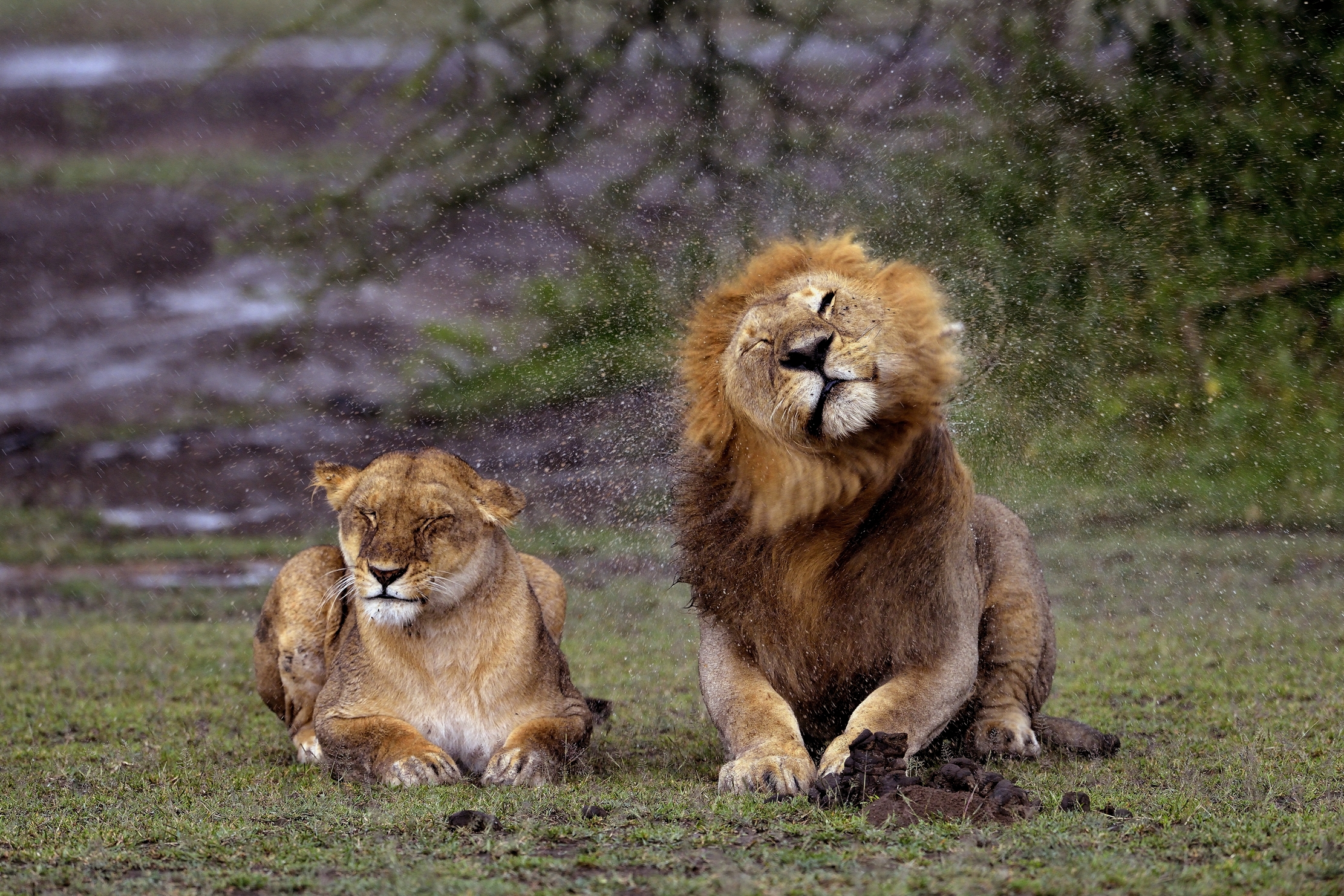 Ngorongoro Conservation Area - Leoni
