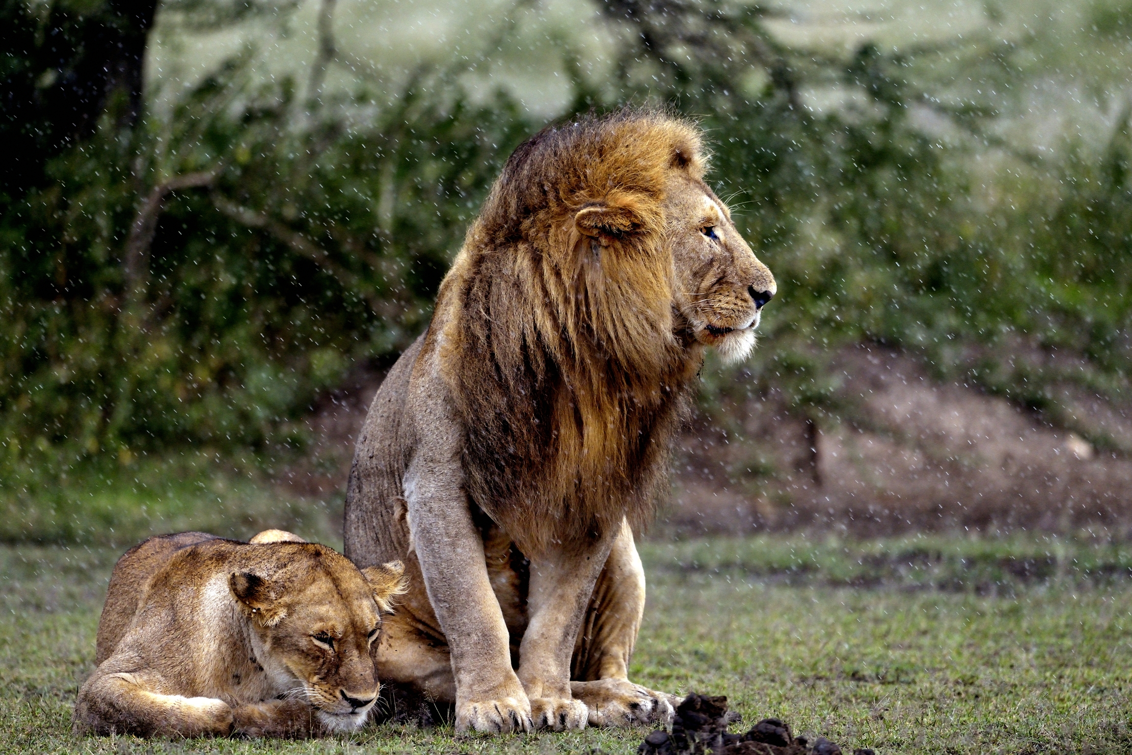 Ngorongoro Conservation Area - Lions