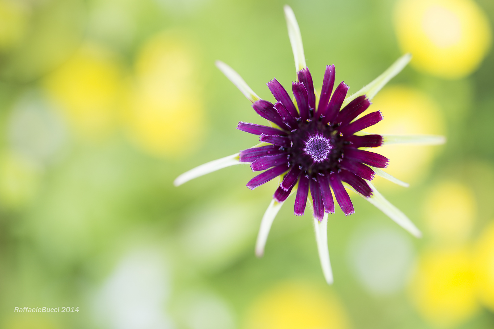 tragopagon pratensis