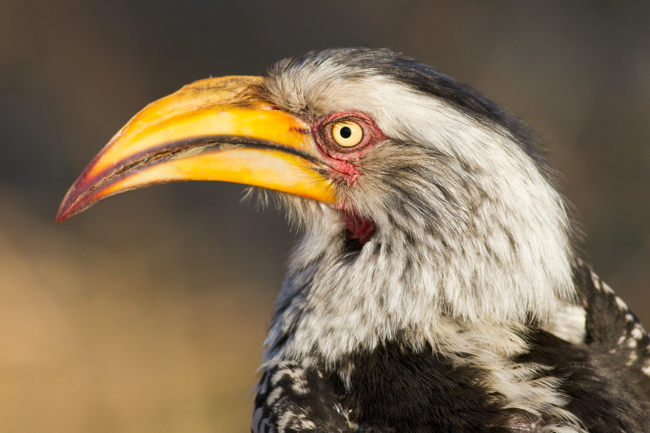 Hornbill, portrait