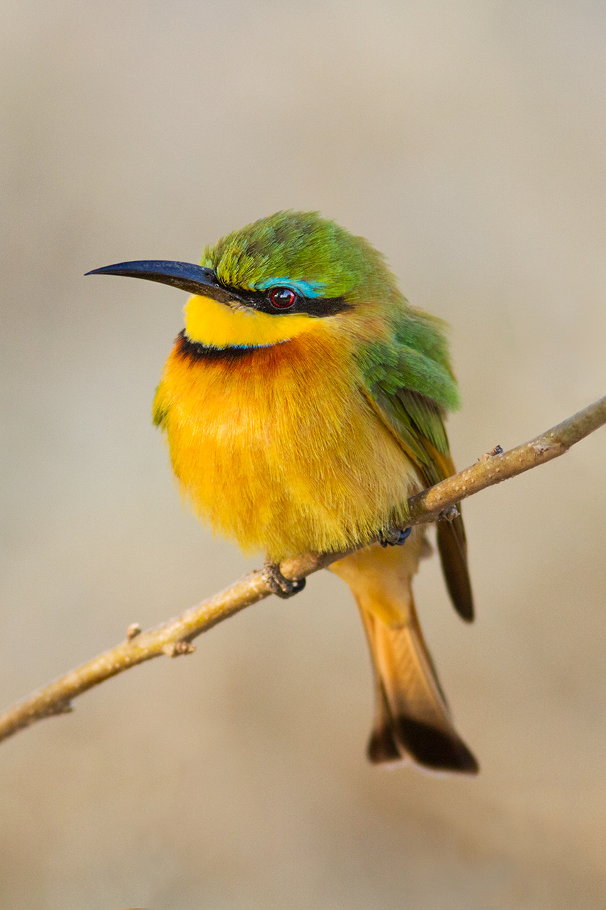 Green Bee-Eater