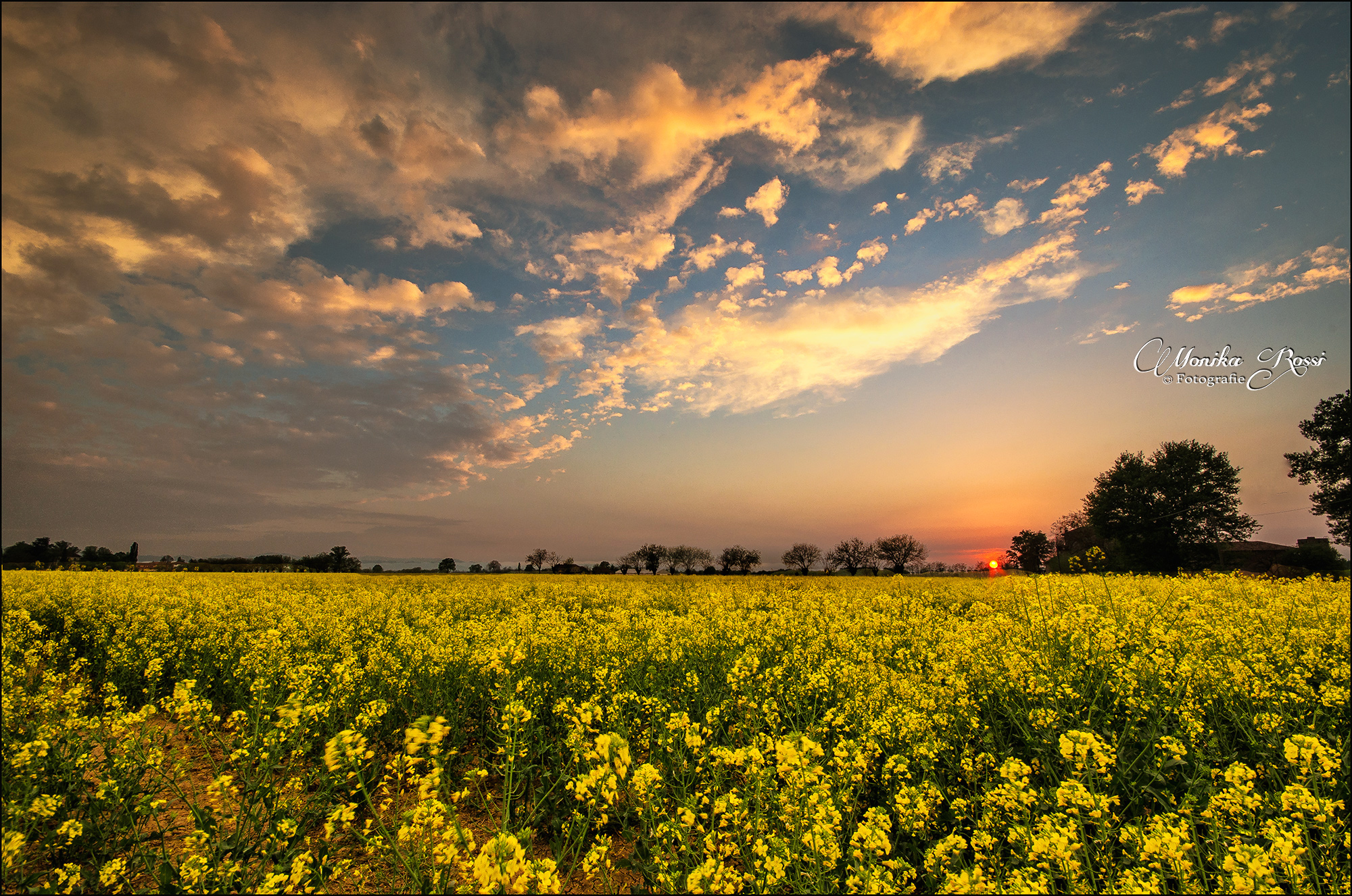 canola at sunset