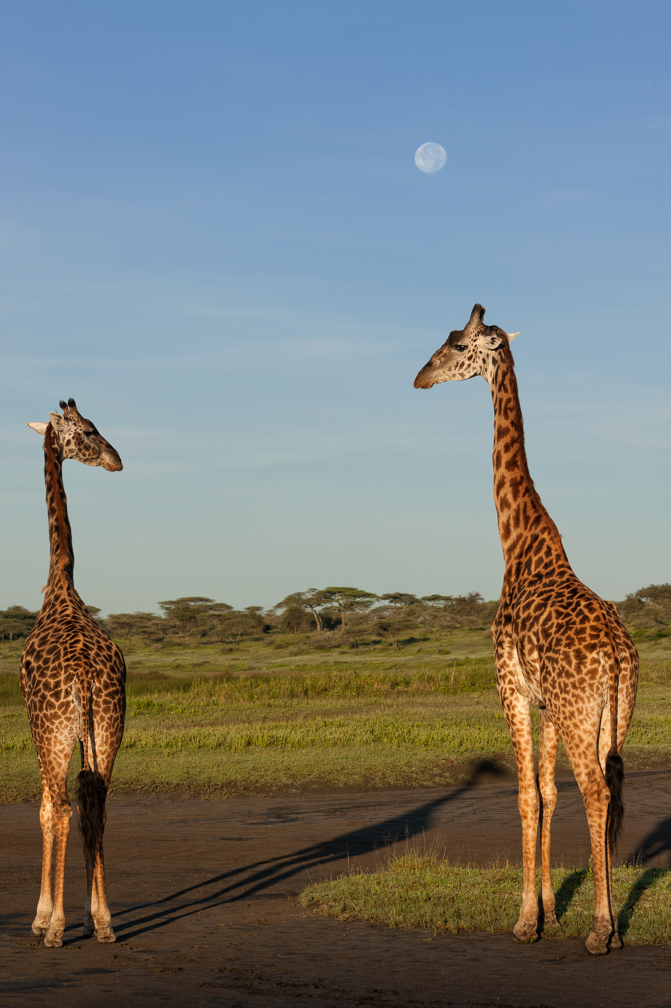 Te ci arrivi a prenderla?