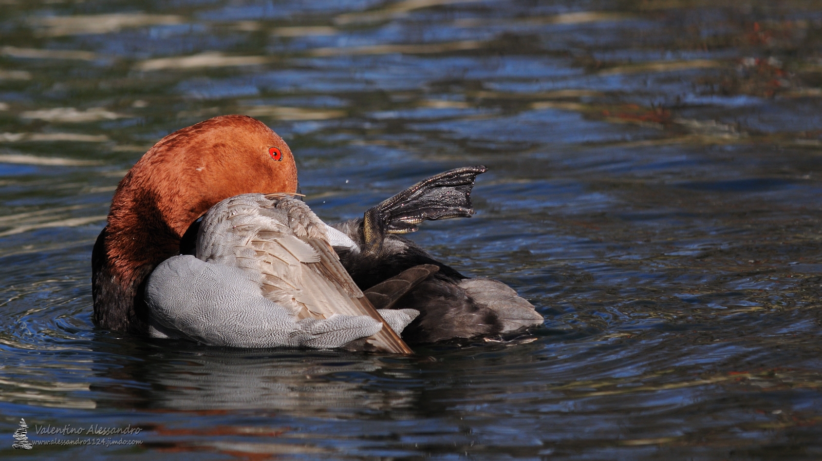Il moriglione si fa bello