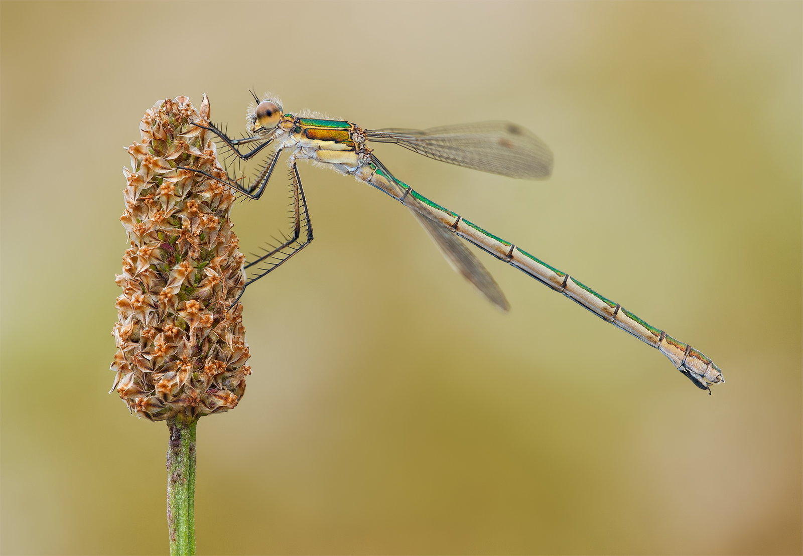Emerald Damselfly