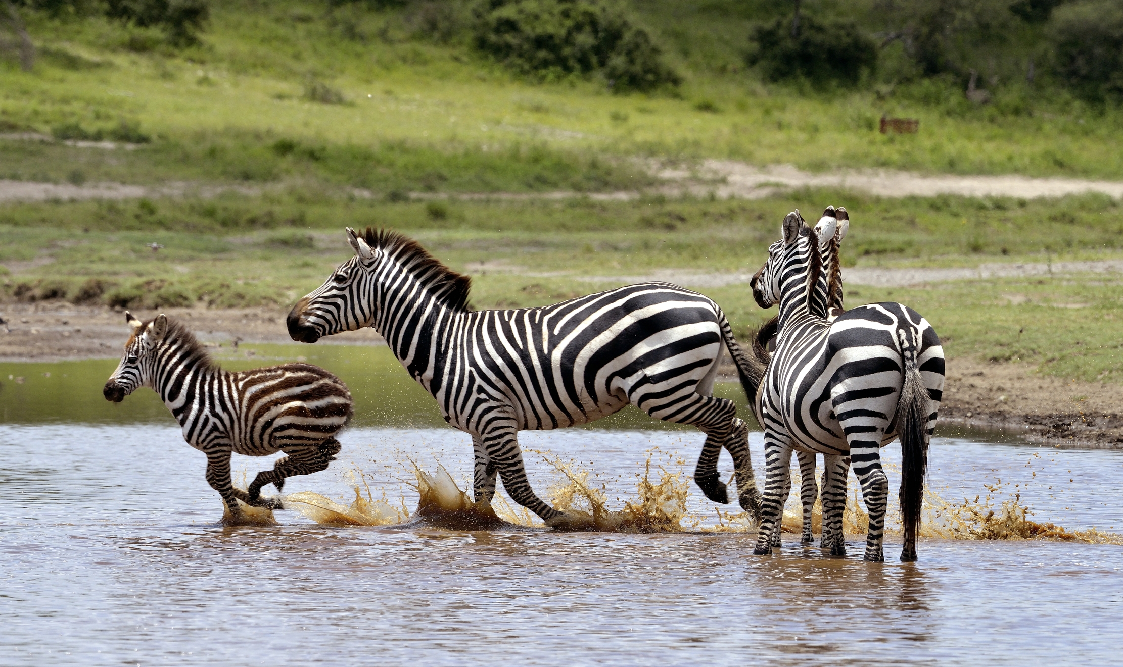 Ngorongoro Conservation Area - Zebre
