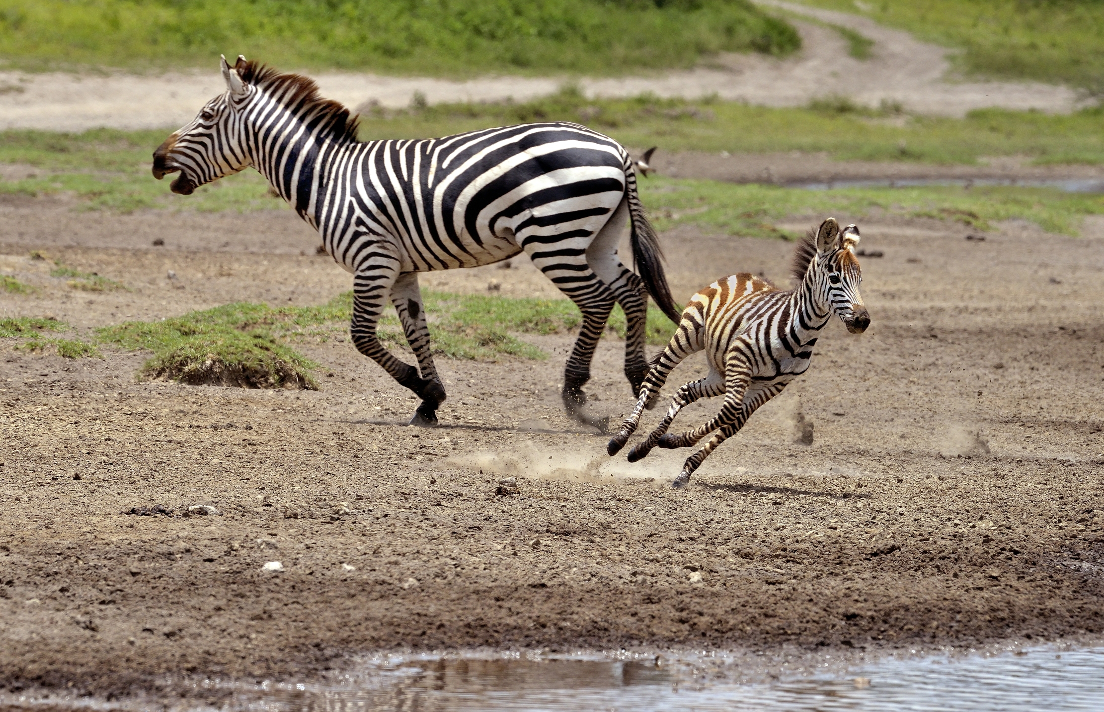 Ngorongoro Con. Area - La corsa della piccola zebra