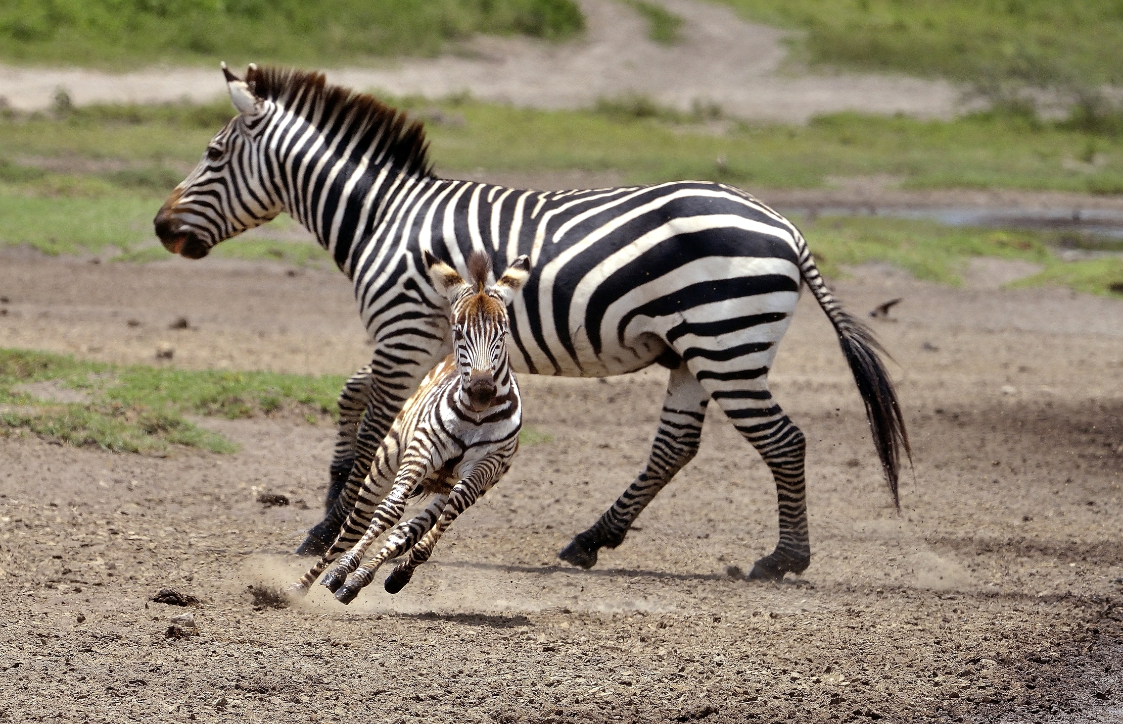 Ngorongoro  Cons. Area - La corsa della piccola zebra