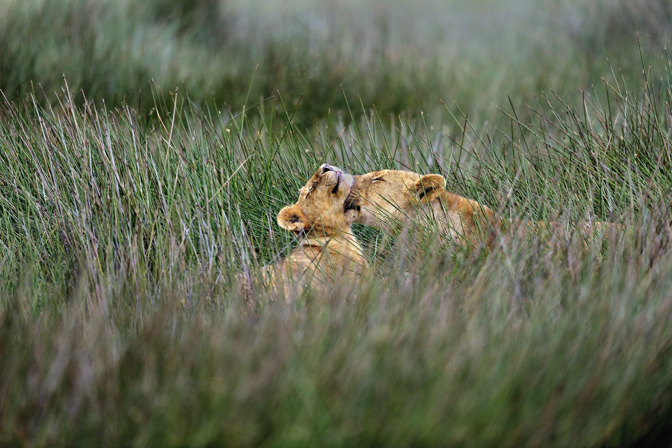 Ngorongoro Conservation Area - Efusioni materne