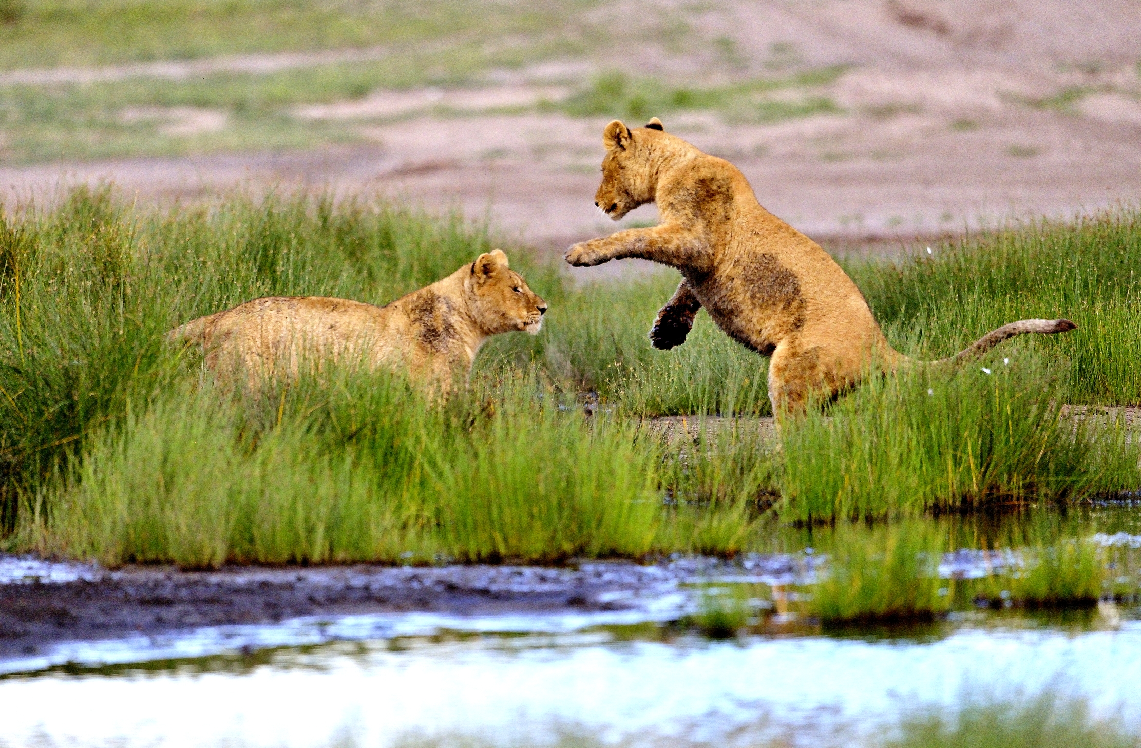 Ngorongoro Conservation Area - Leoncini