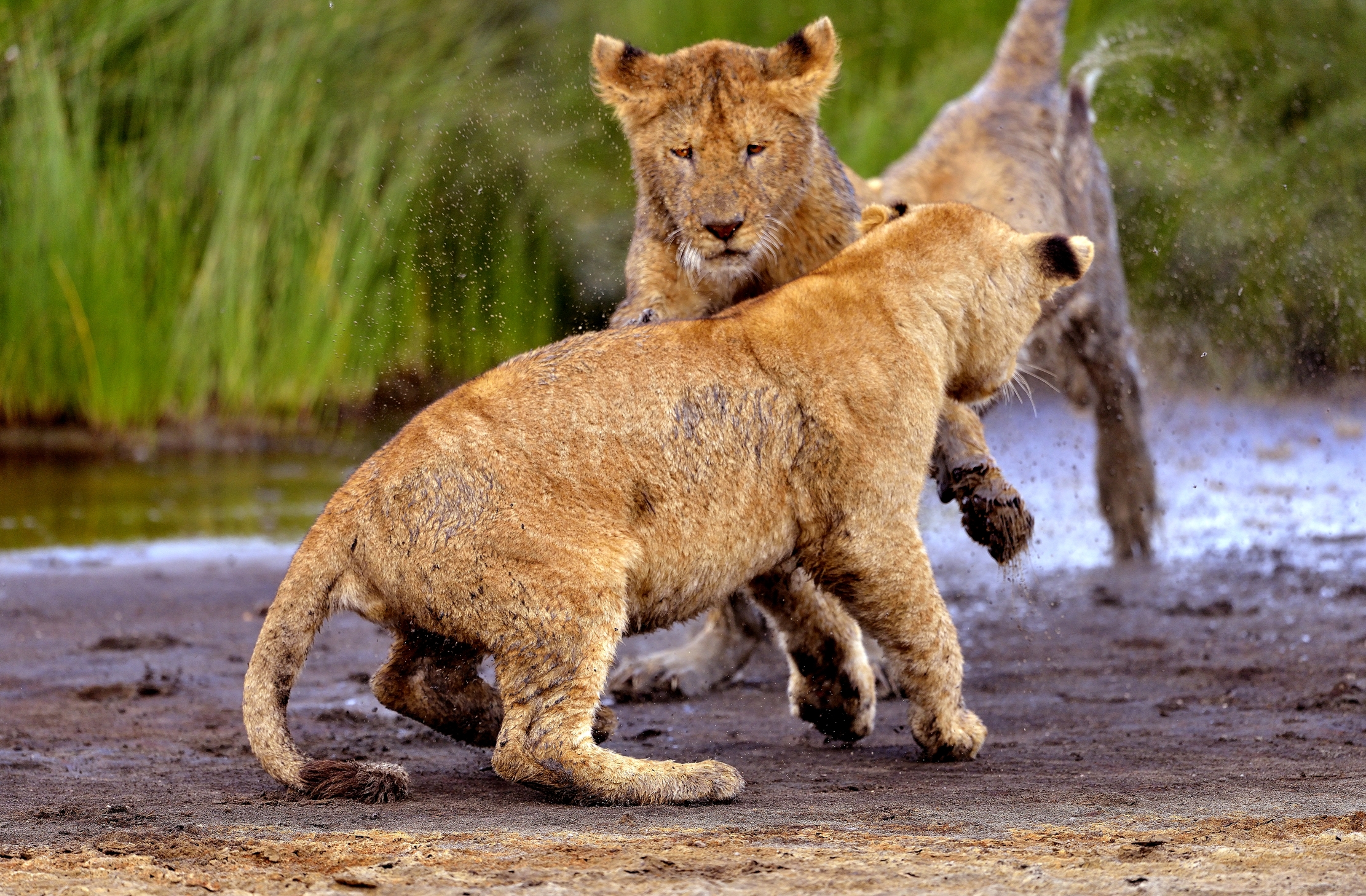 Ngorongoro Conservation Area- Leoncini