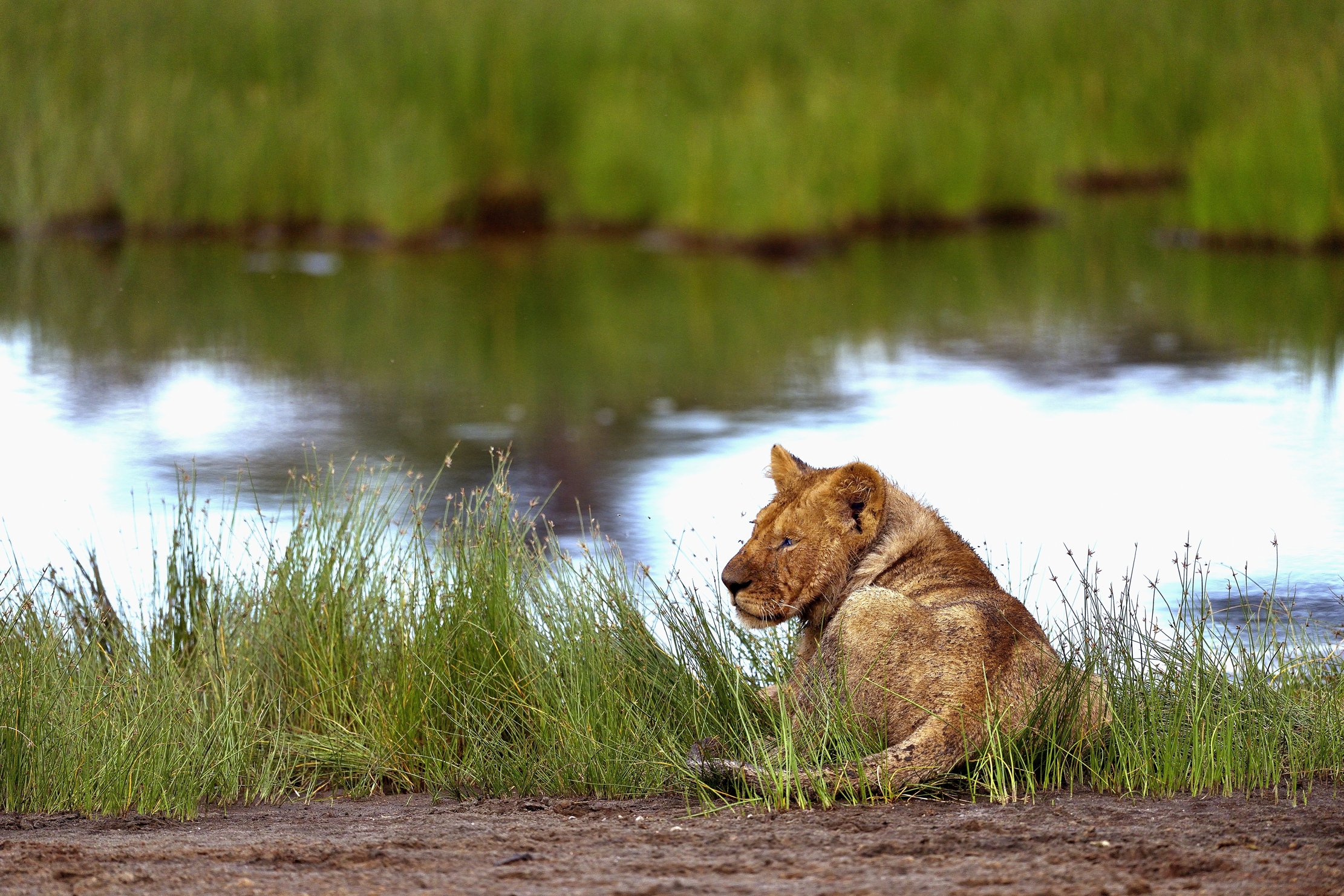 Ngorongoro Conservation Area - Leoncino