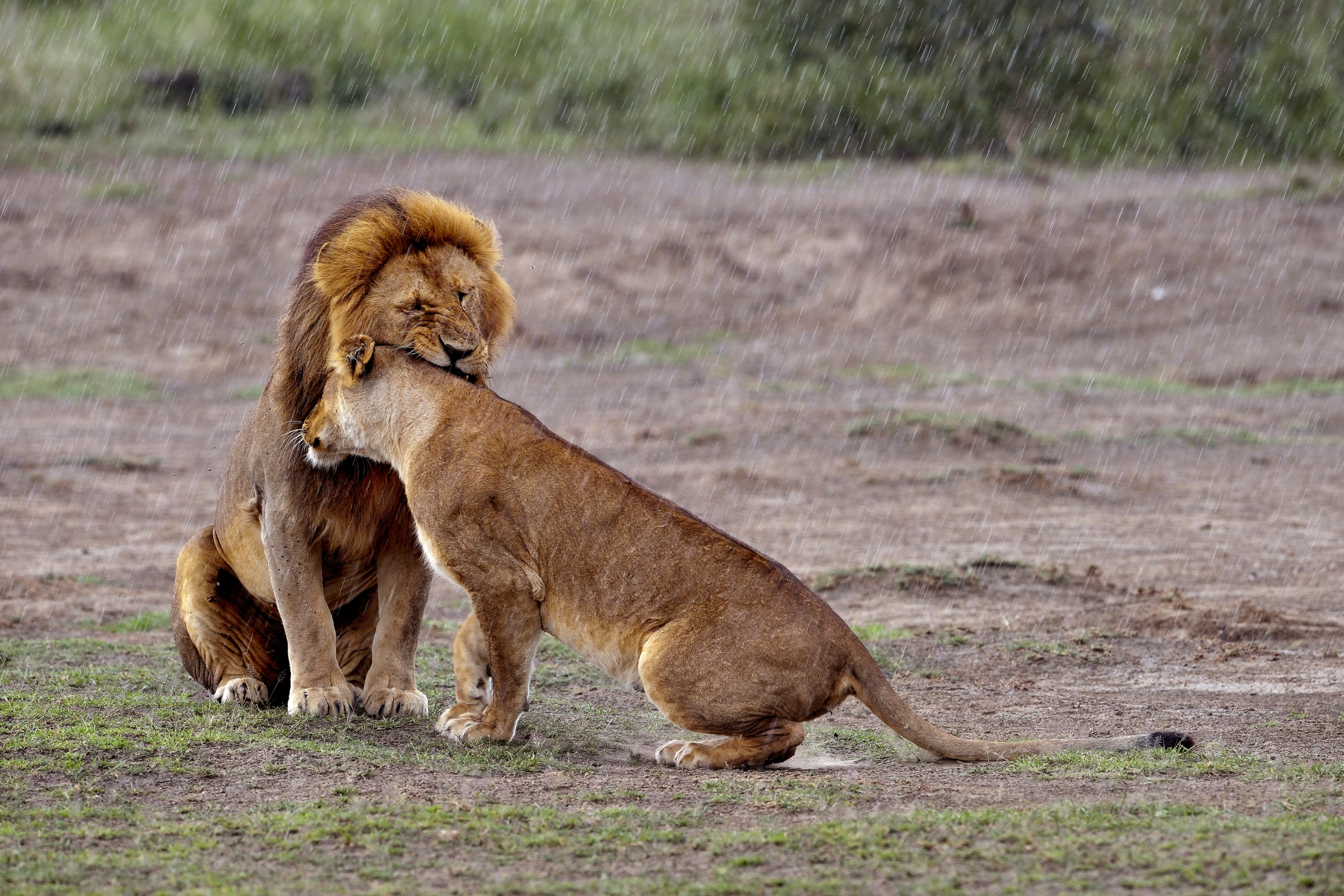 Ngorongoro Cocervation Area - Lions