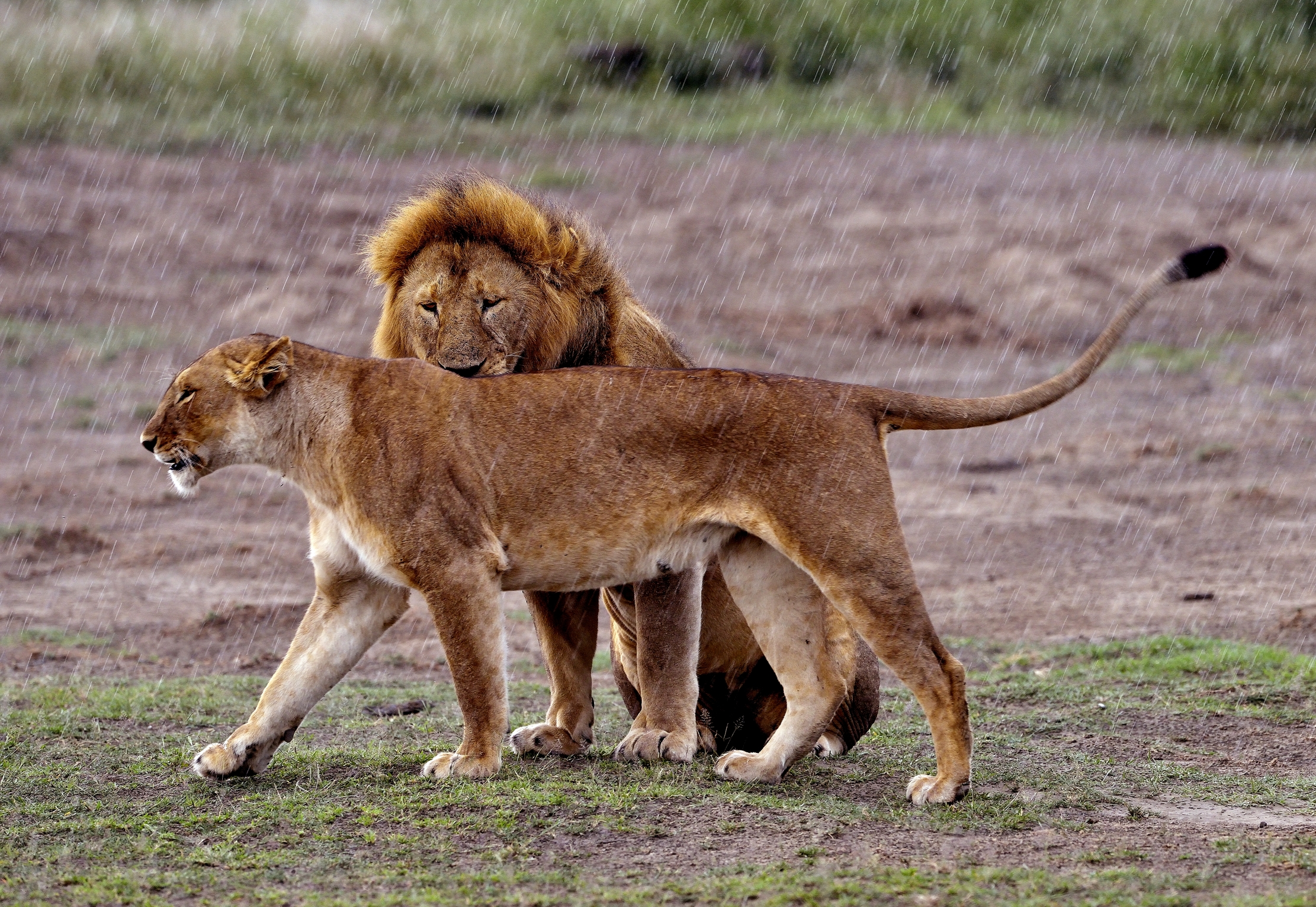 Ngorongoro Cocervation Area - Lions