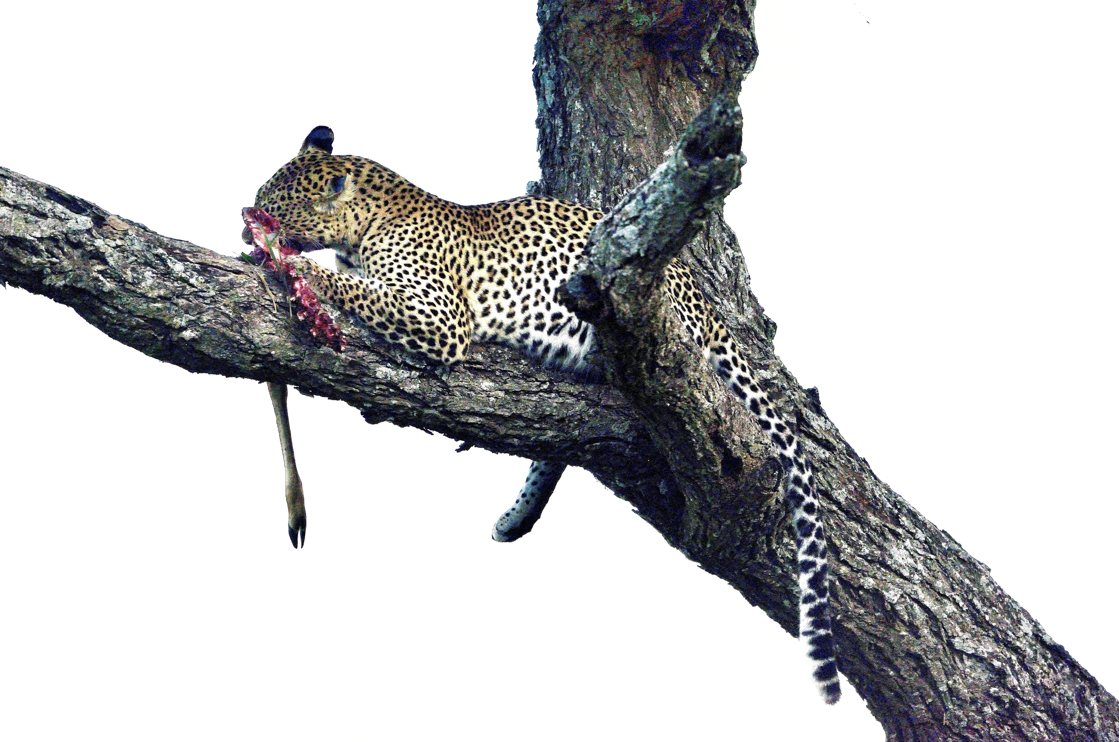 Serengeti - leopardo