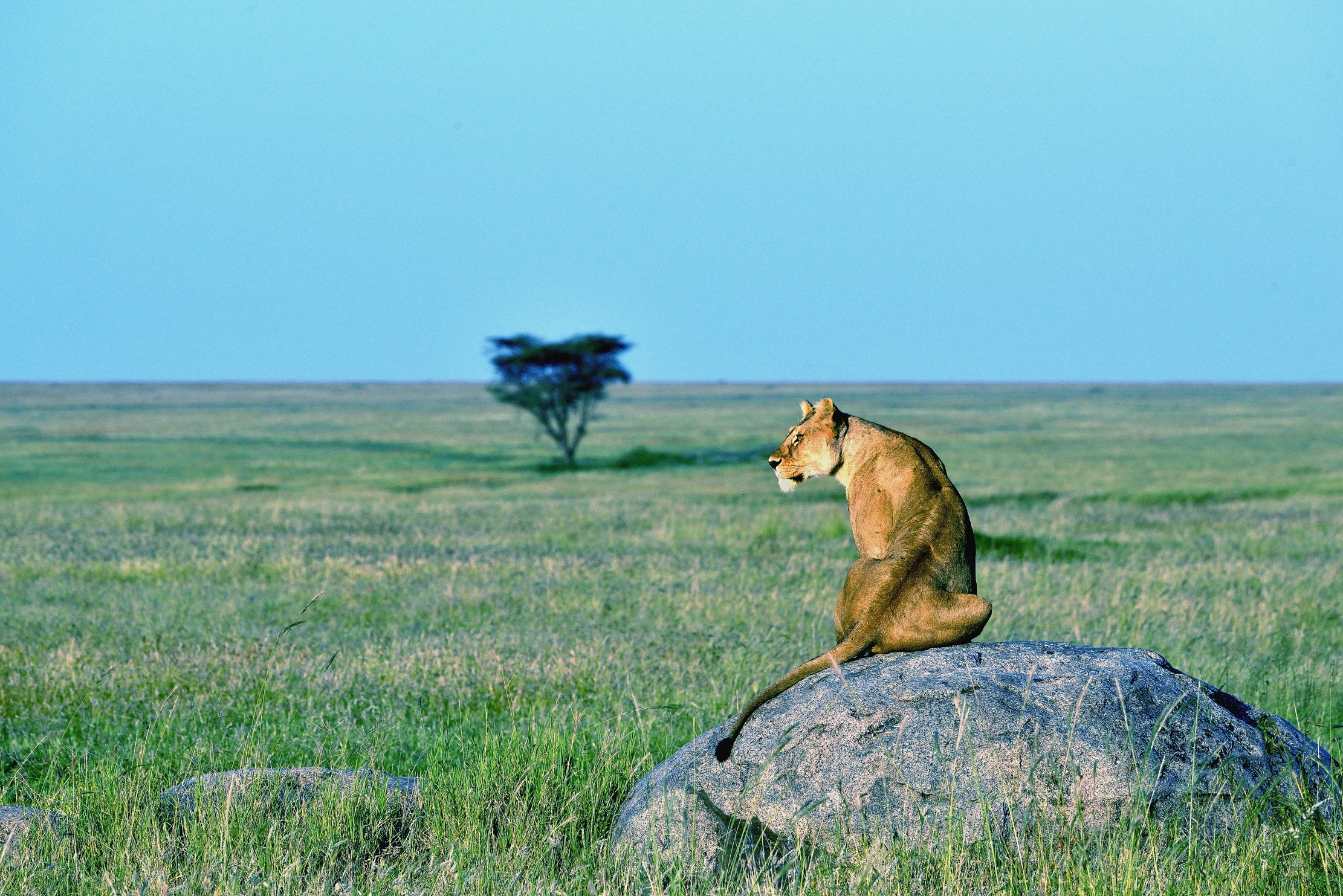 Serengeti - Leonessa