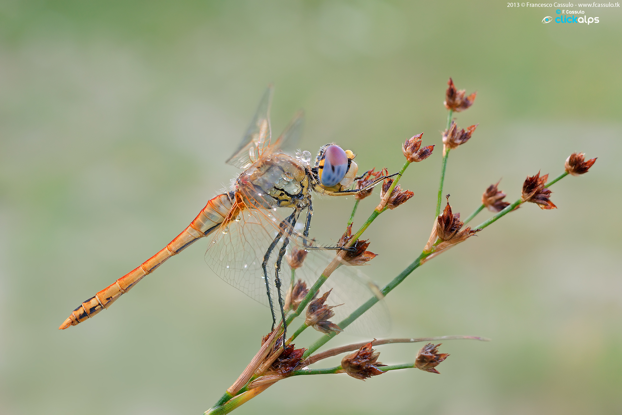 Sympetrum fonscolombii Selys 1840