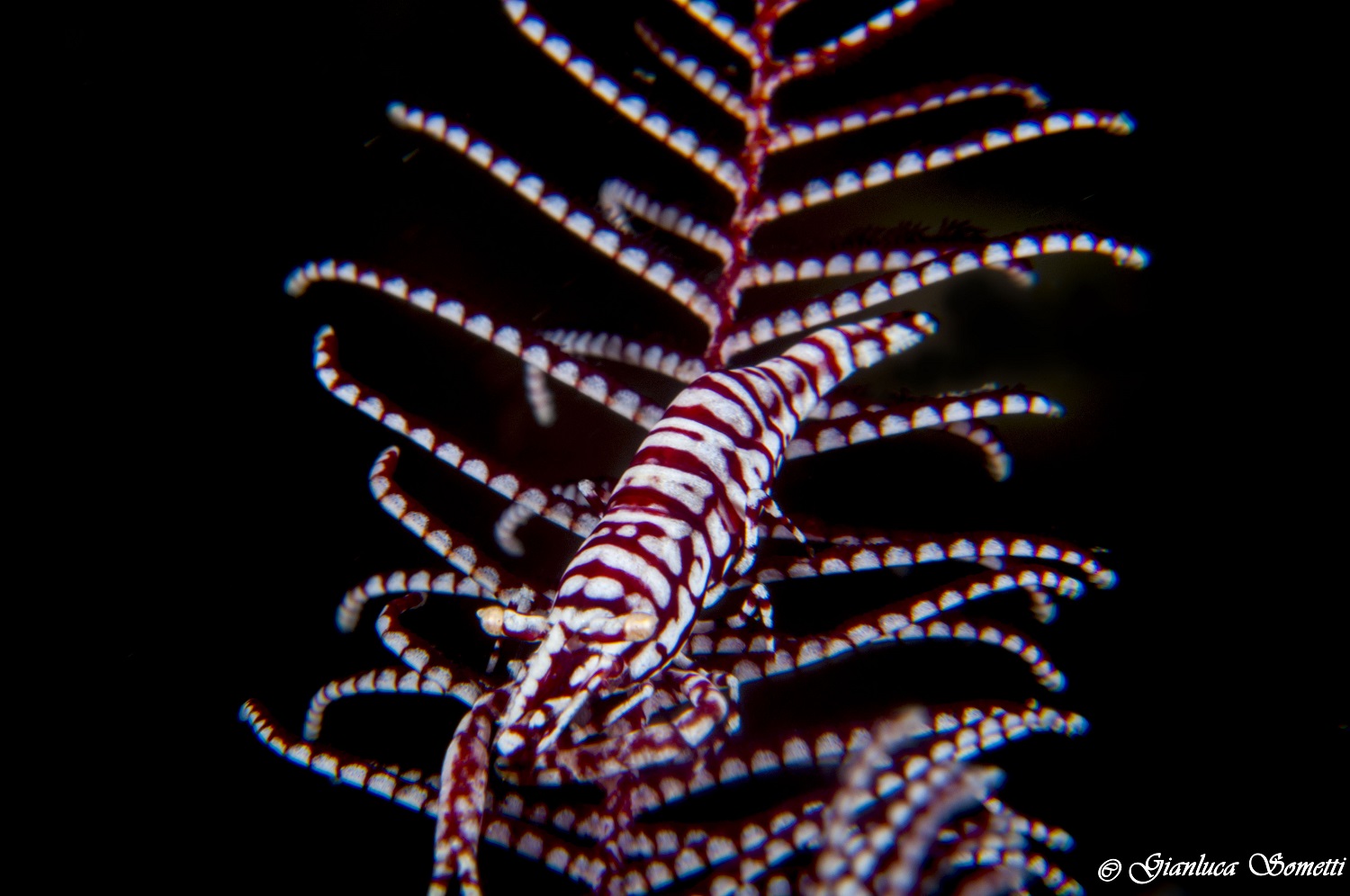 filippine/puerto galera