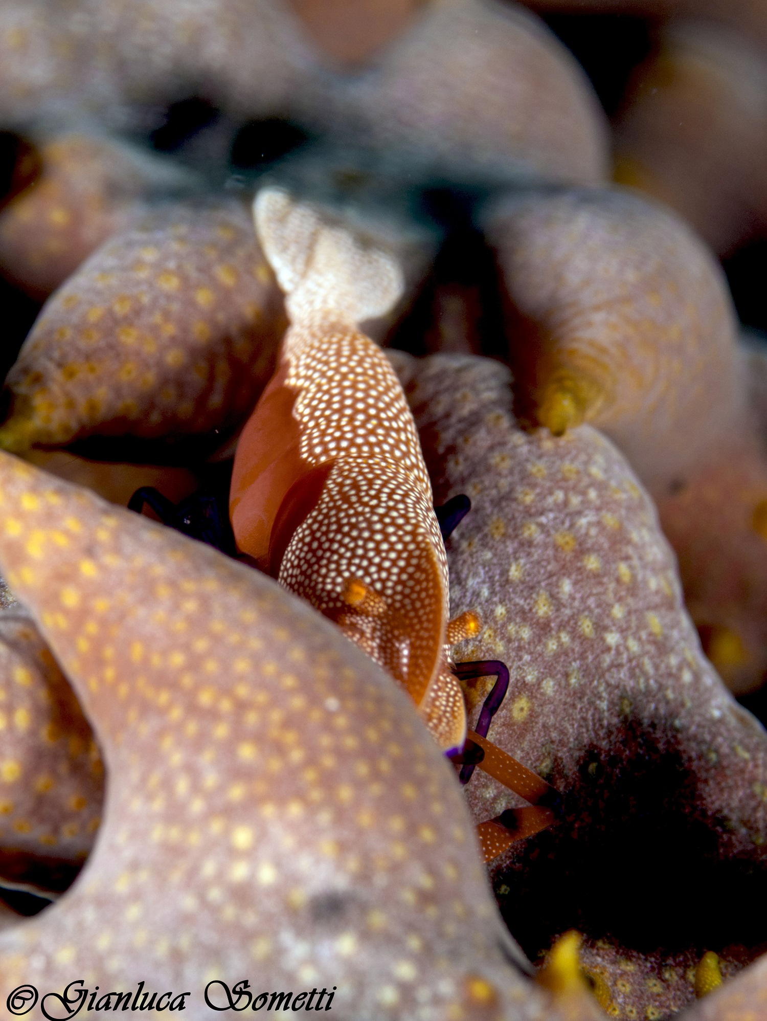filippine/puerto galera