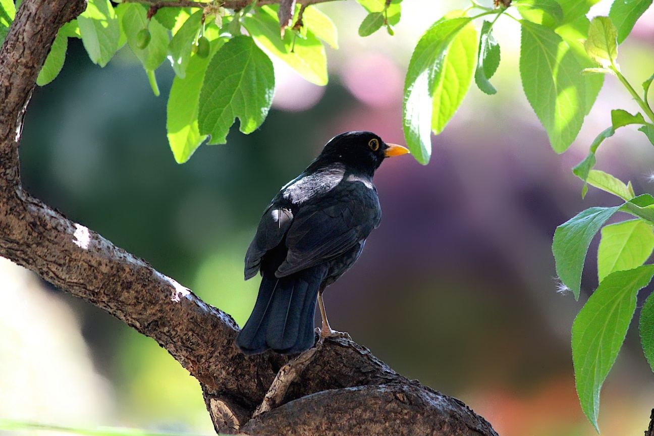 Turdus merula