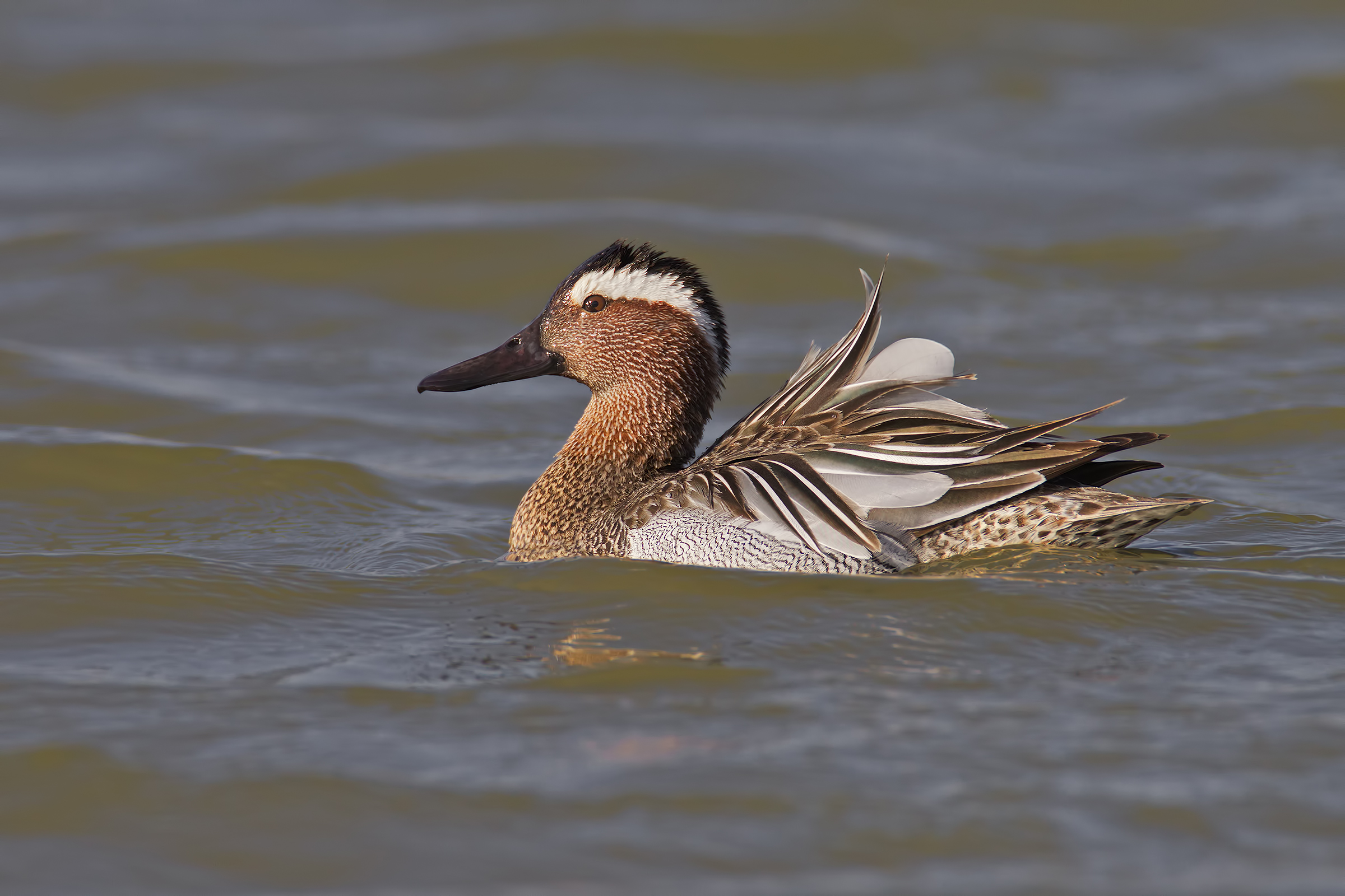 Garganey the plain ...