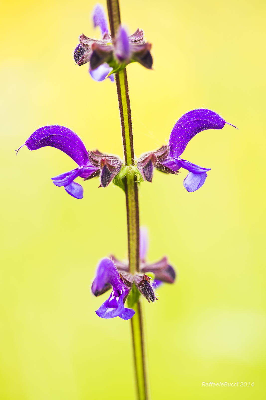 Salvia pratensis