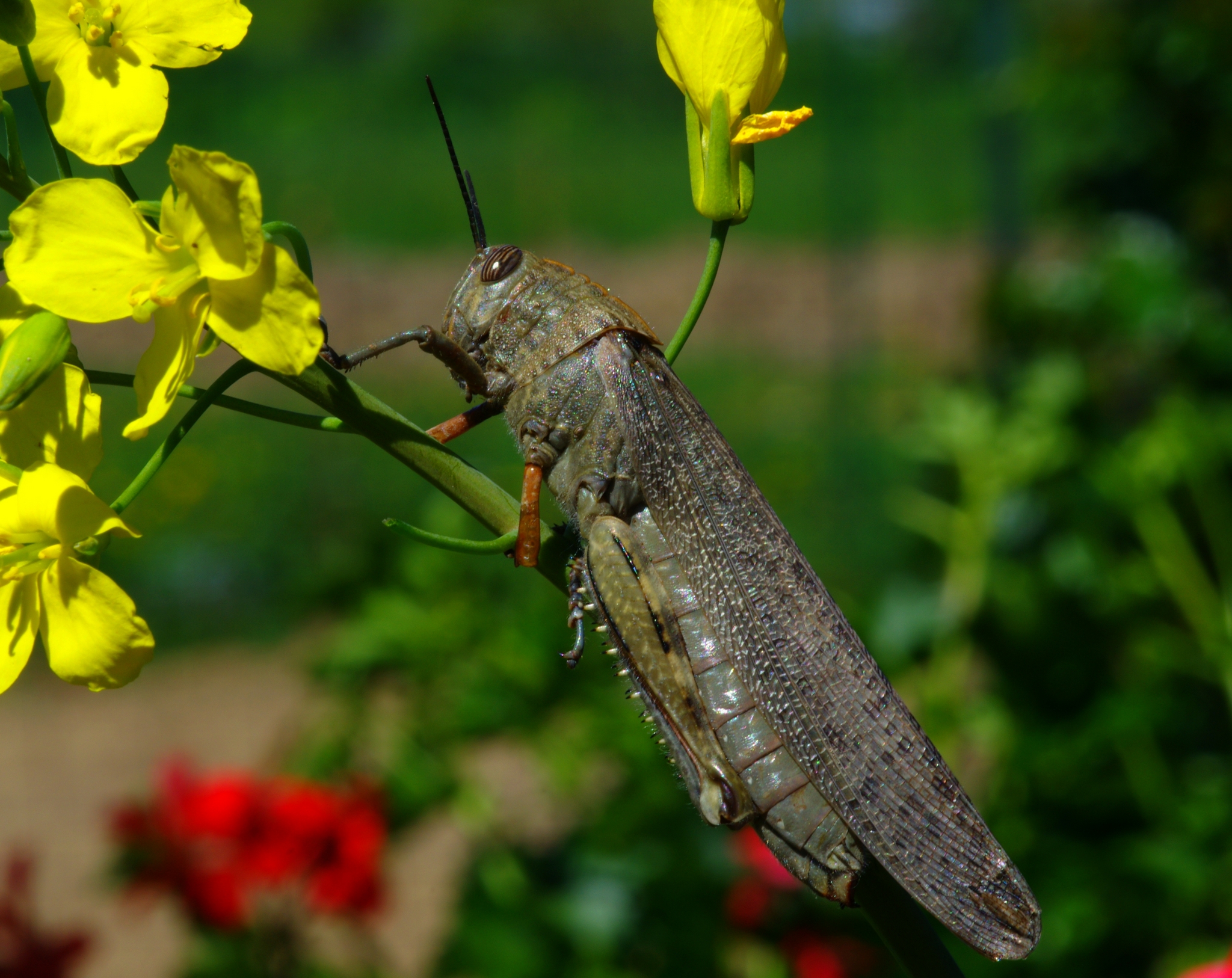 1 grasshopper