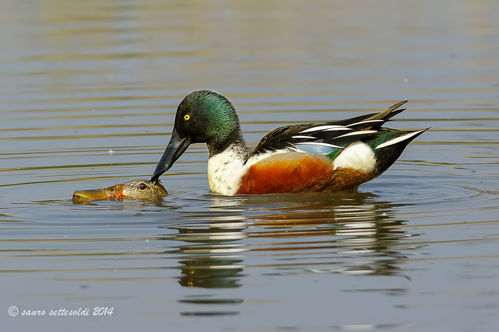 mestolone  e compagna